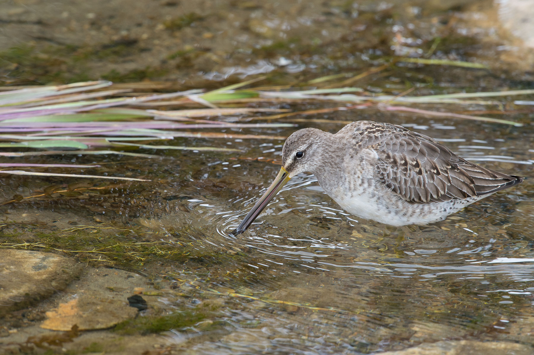 Long-billed Dowitcher
