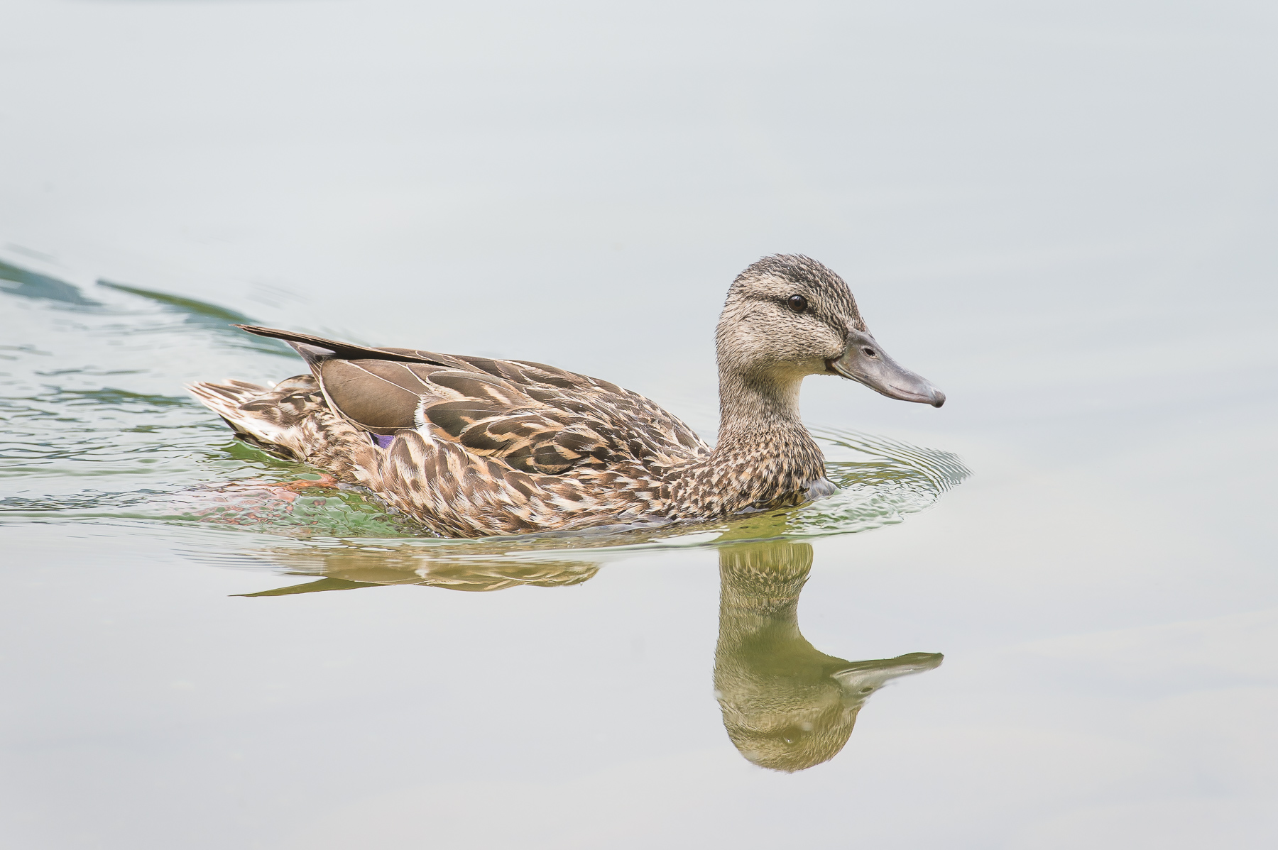 Mallard Hen