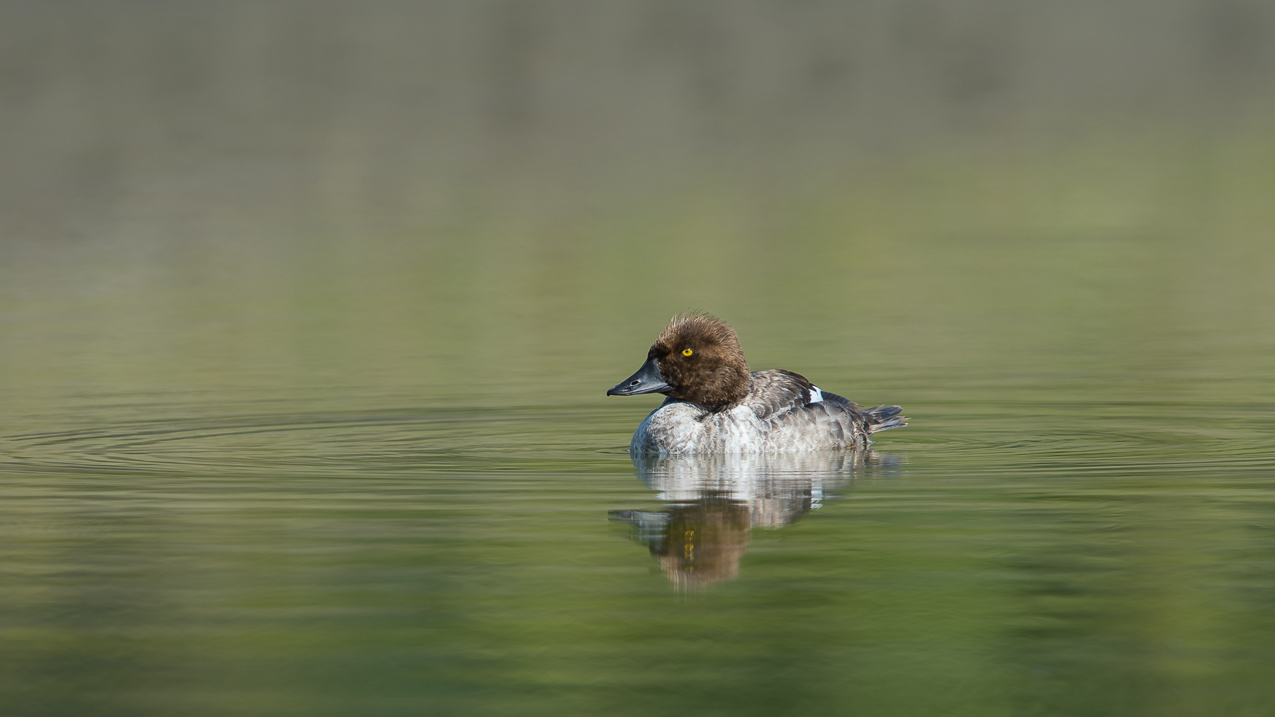 Goldeneye