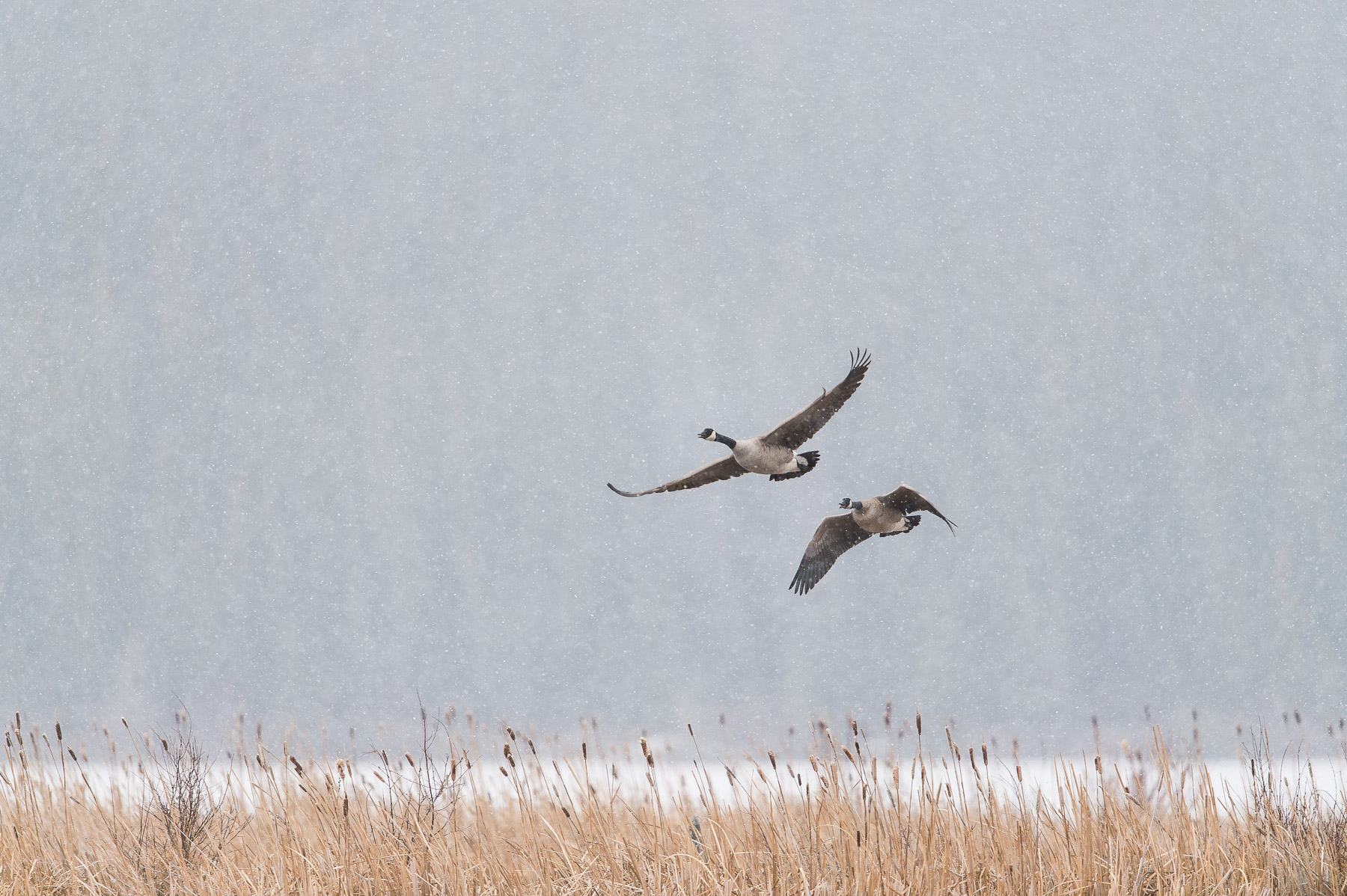 Fly By