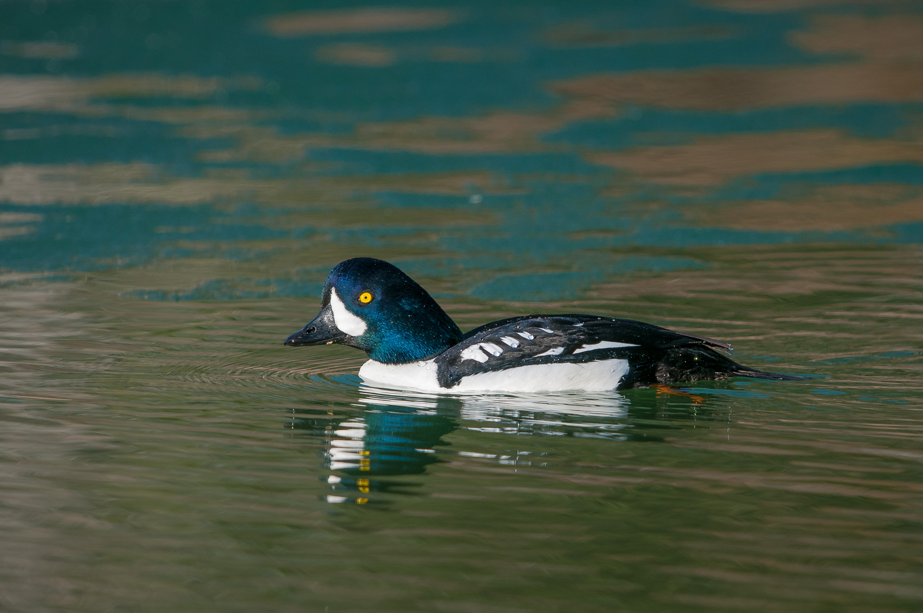 Barrow's Goldeneye Male