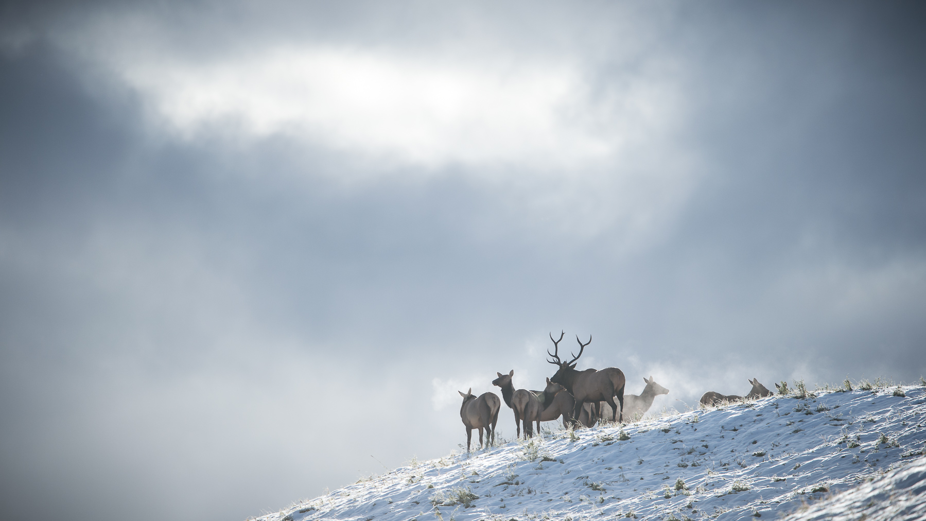 Elk In The Mist