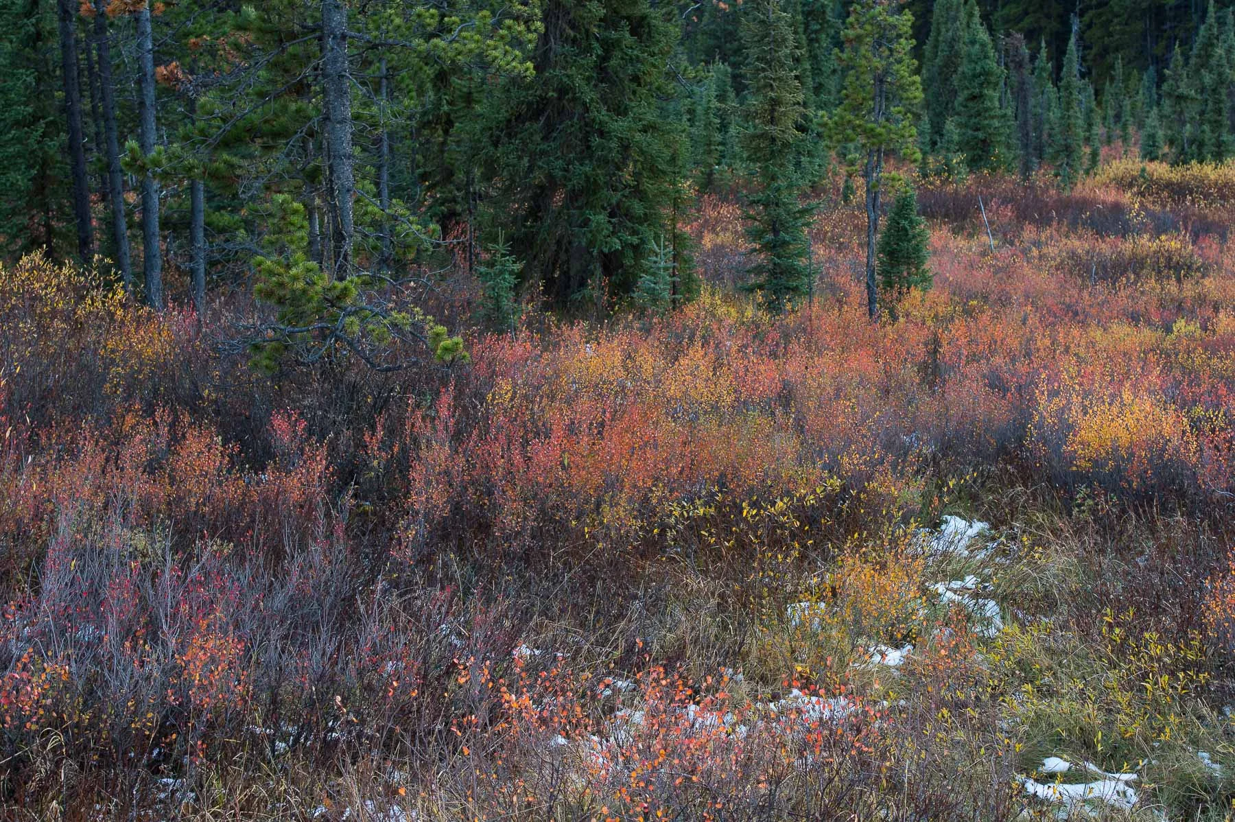 Autumn Meadow