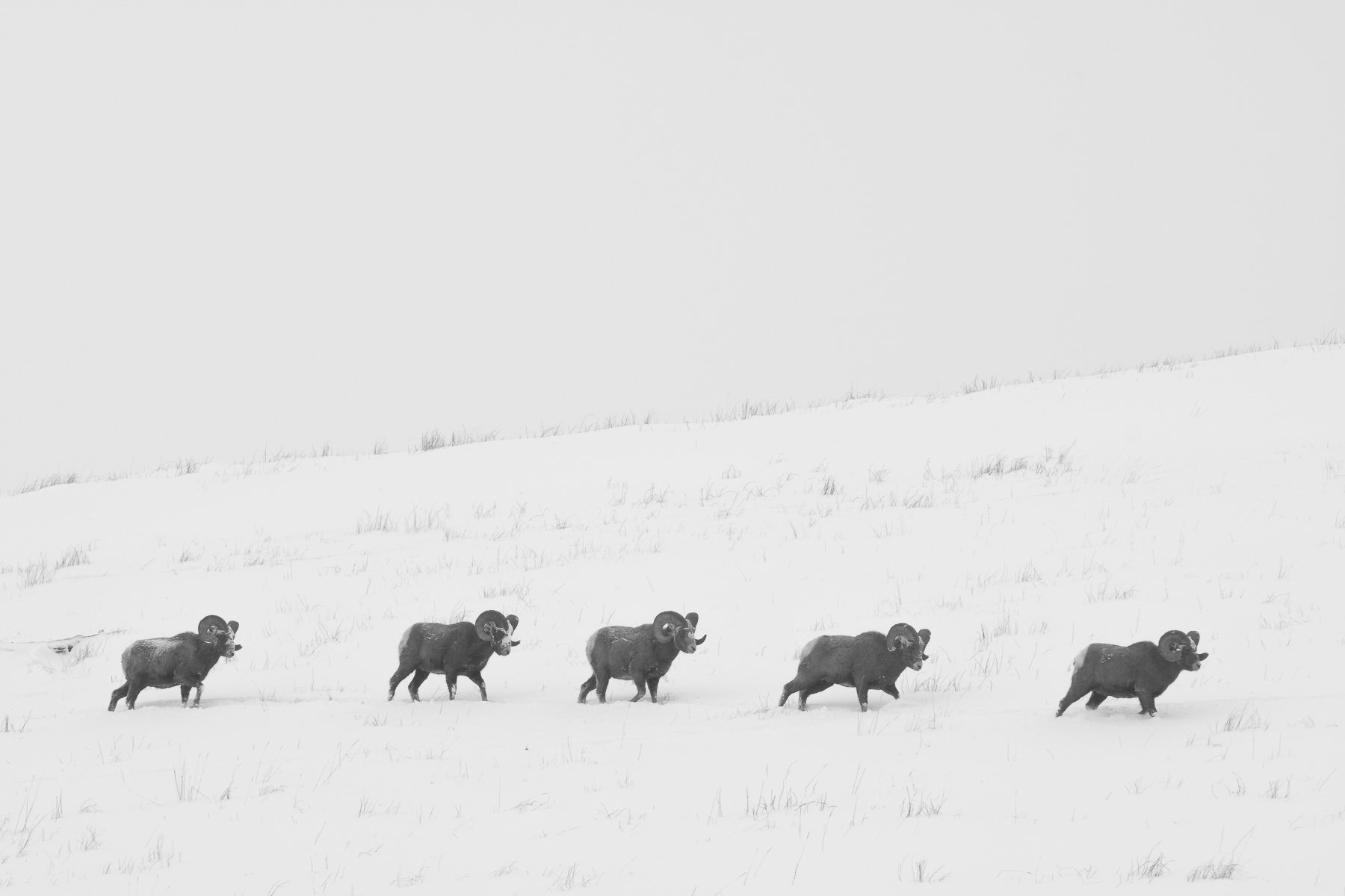 Following Like A ......Sheep