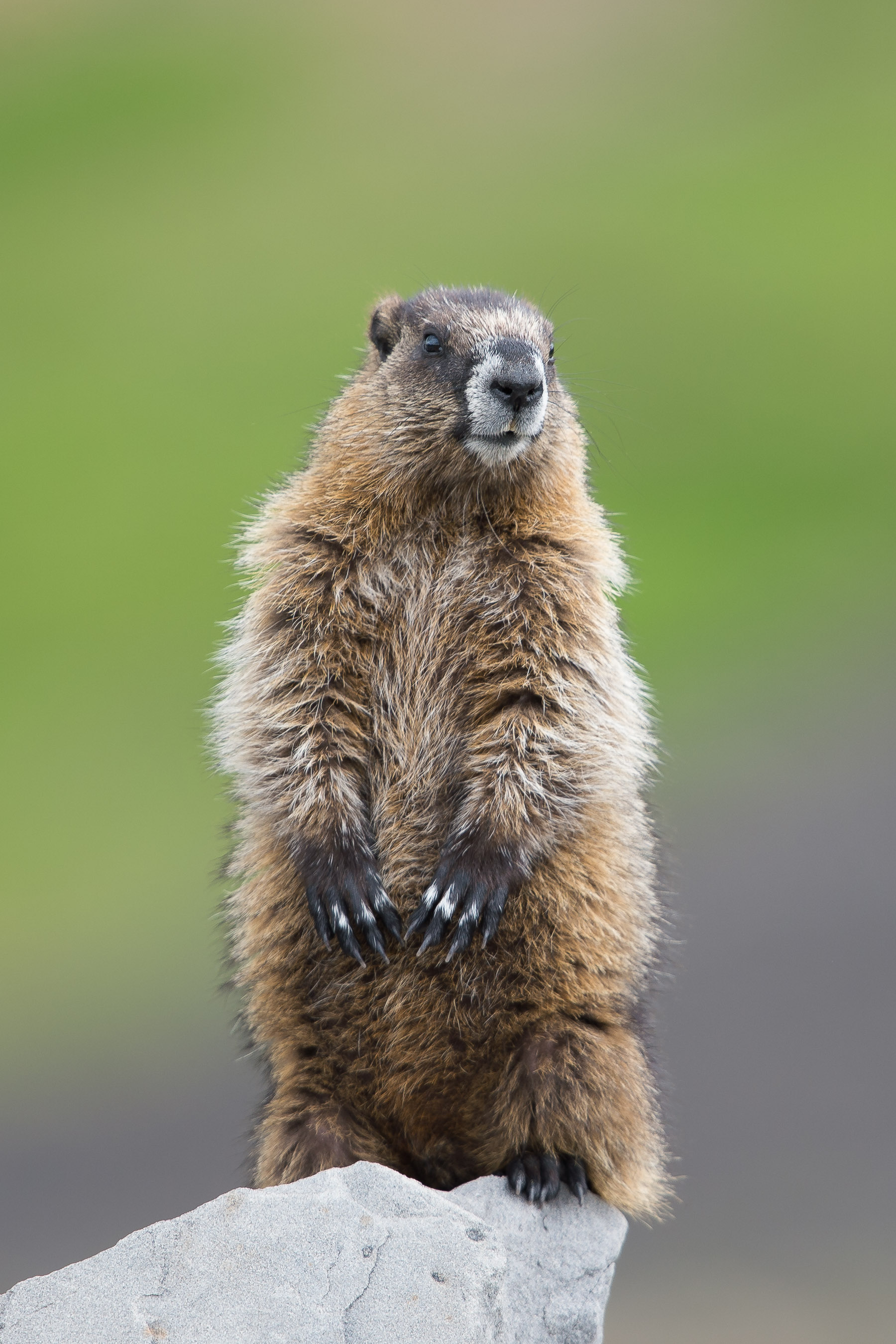 Hoary Marmot
