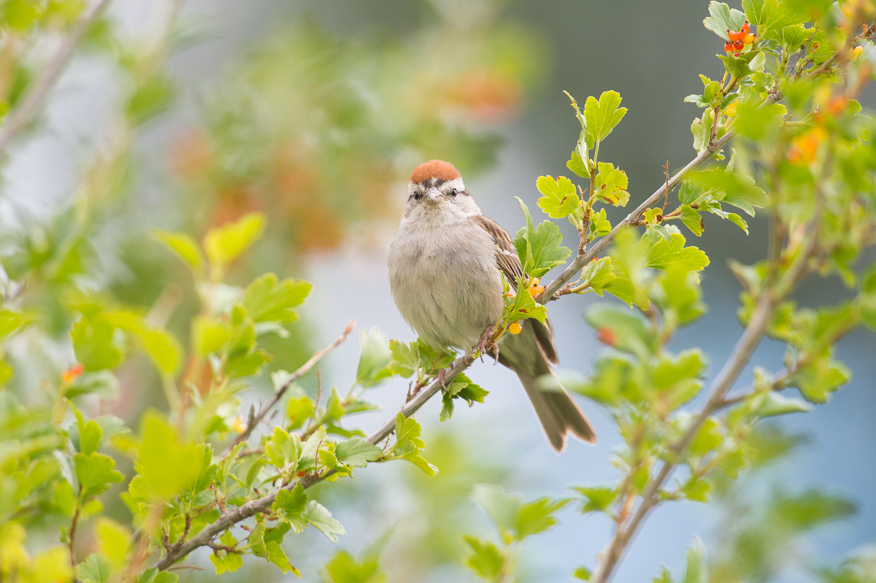Chipping Sparrow