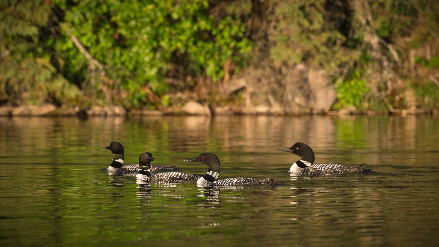 Autumn Loons