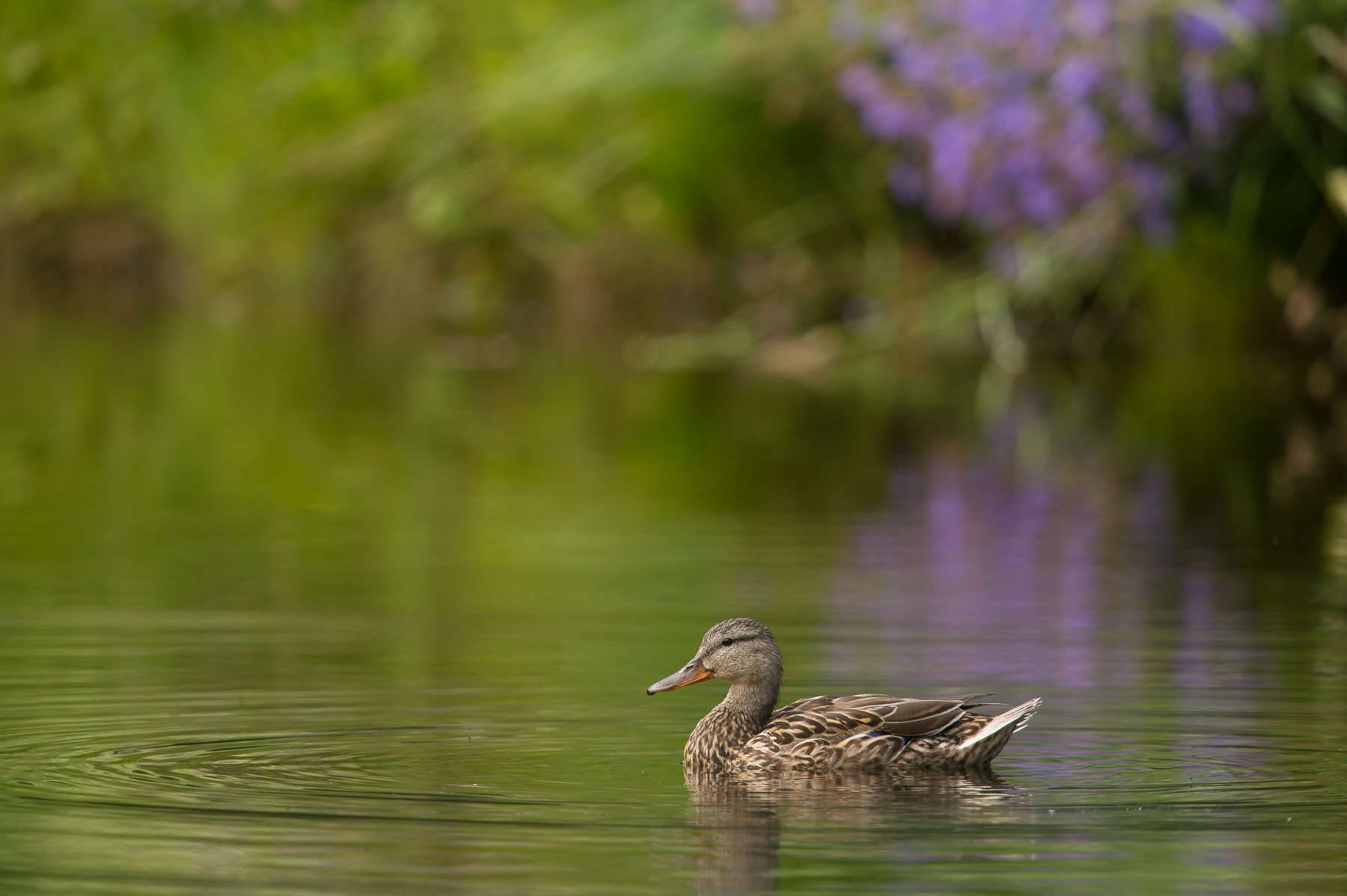 Mallard