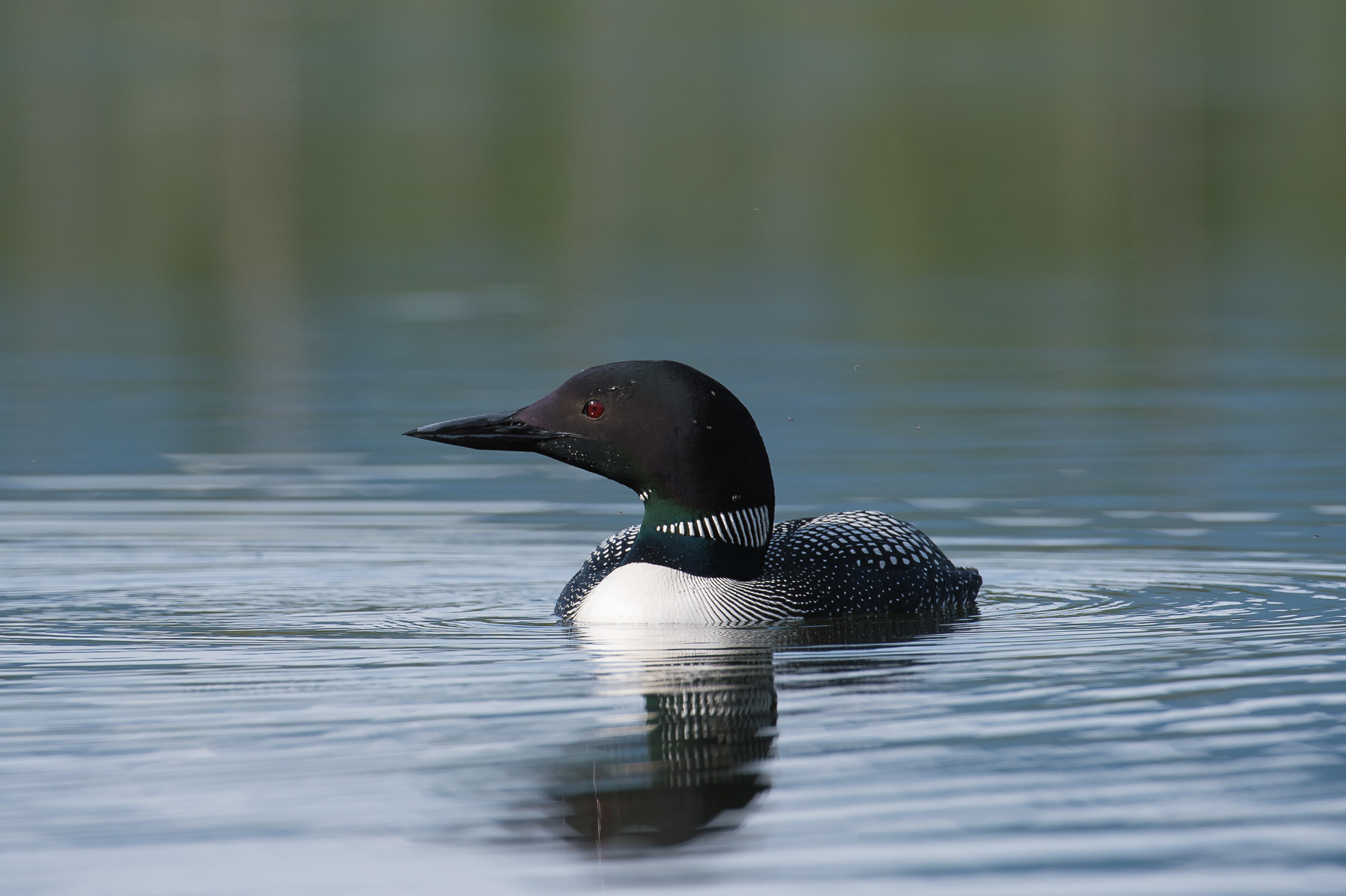 Common Loon