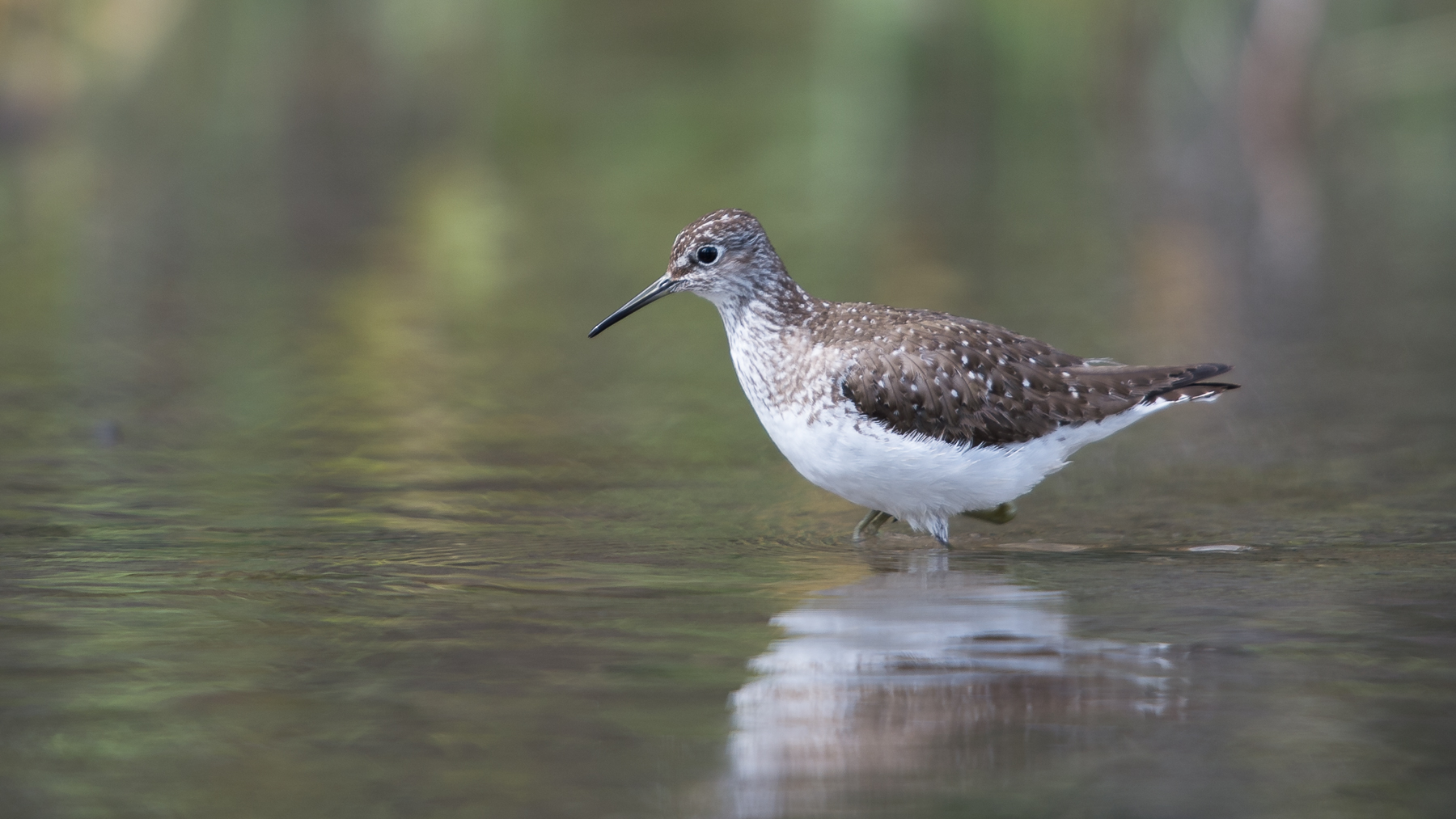 Solitary Sandpiper