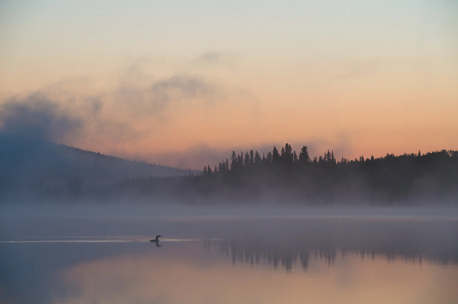 Loon's Call