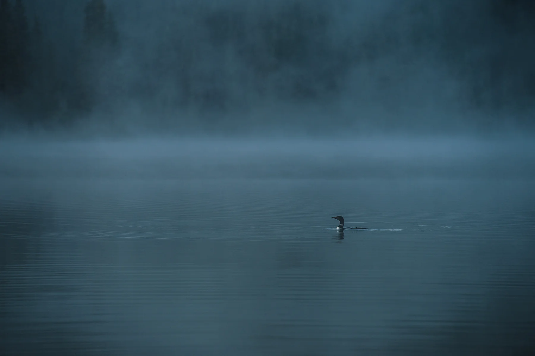 Predawn Loonscape