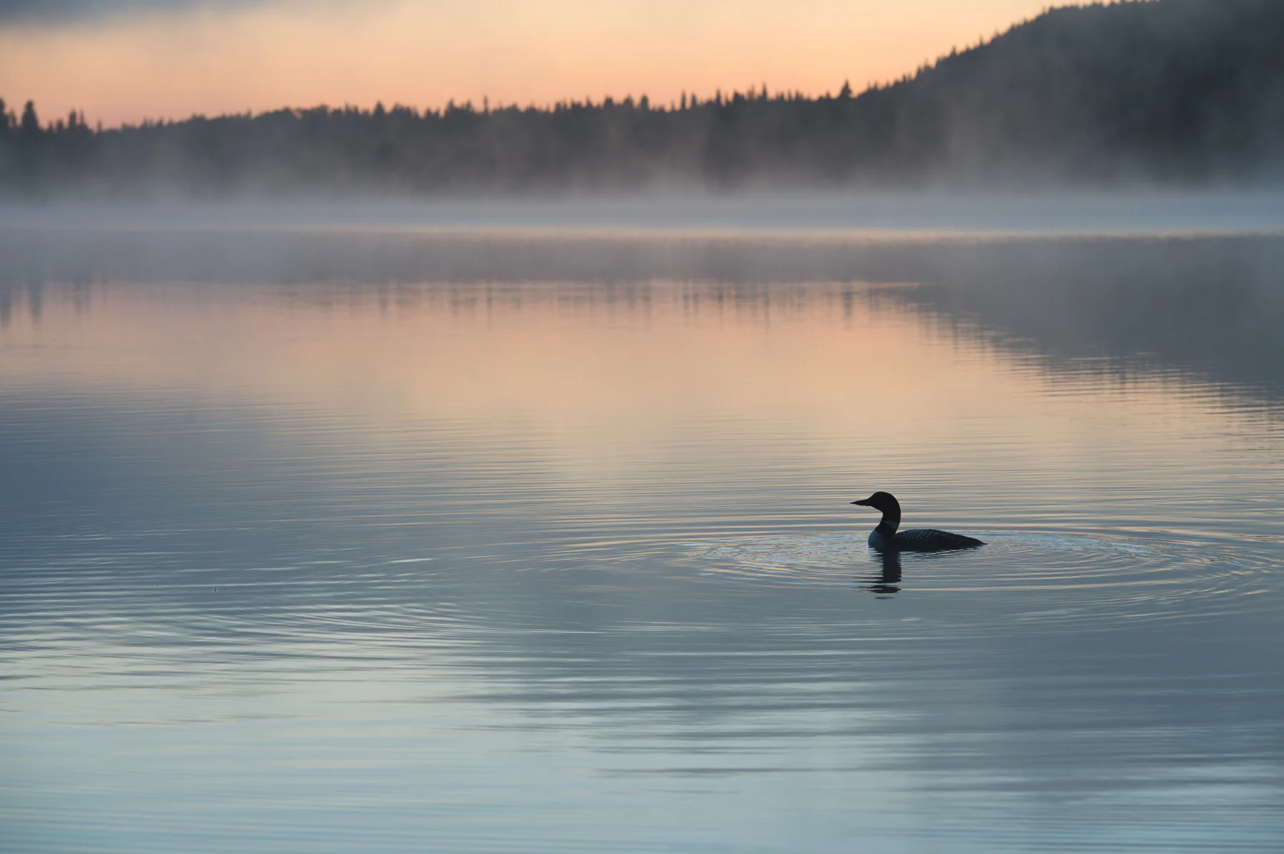Mountain Lake and Loon