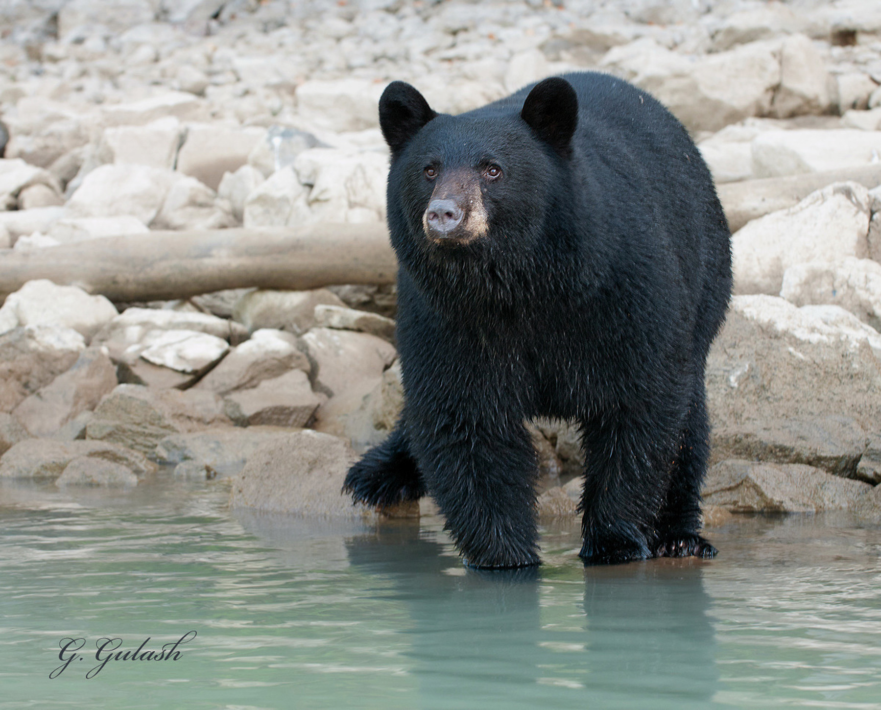 Black Bear Along Lake Shore