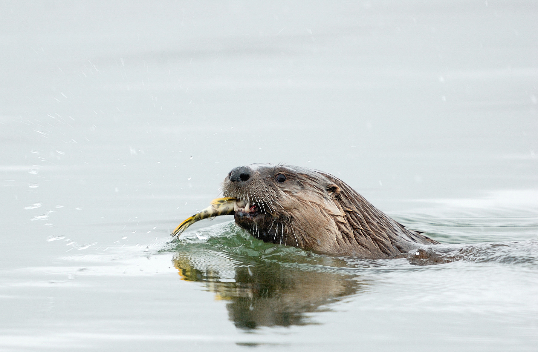 River Otter