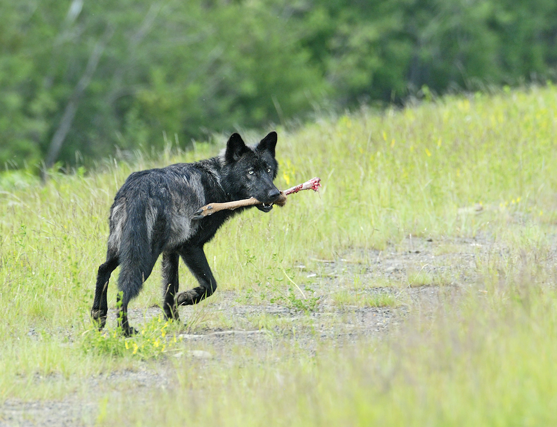 Wolf with his Bone