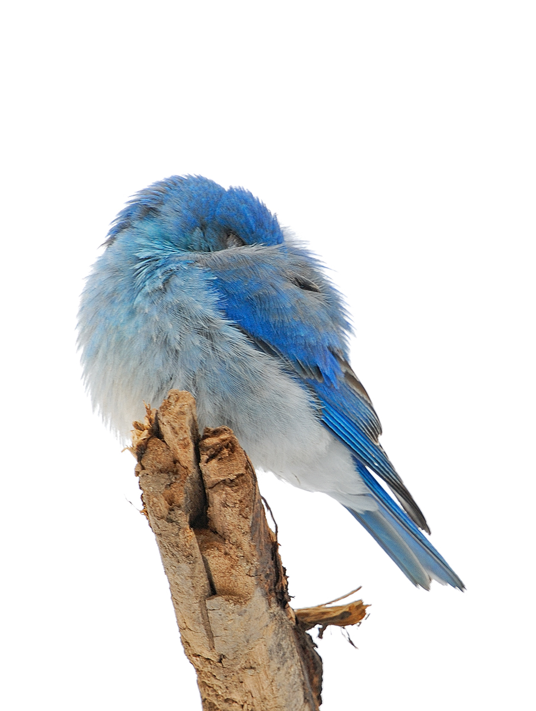 Mountain Bluebird