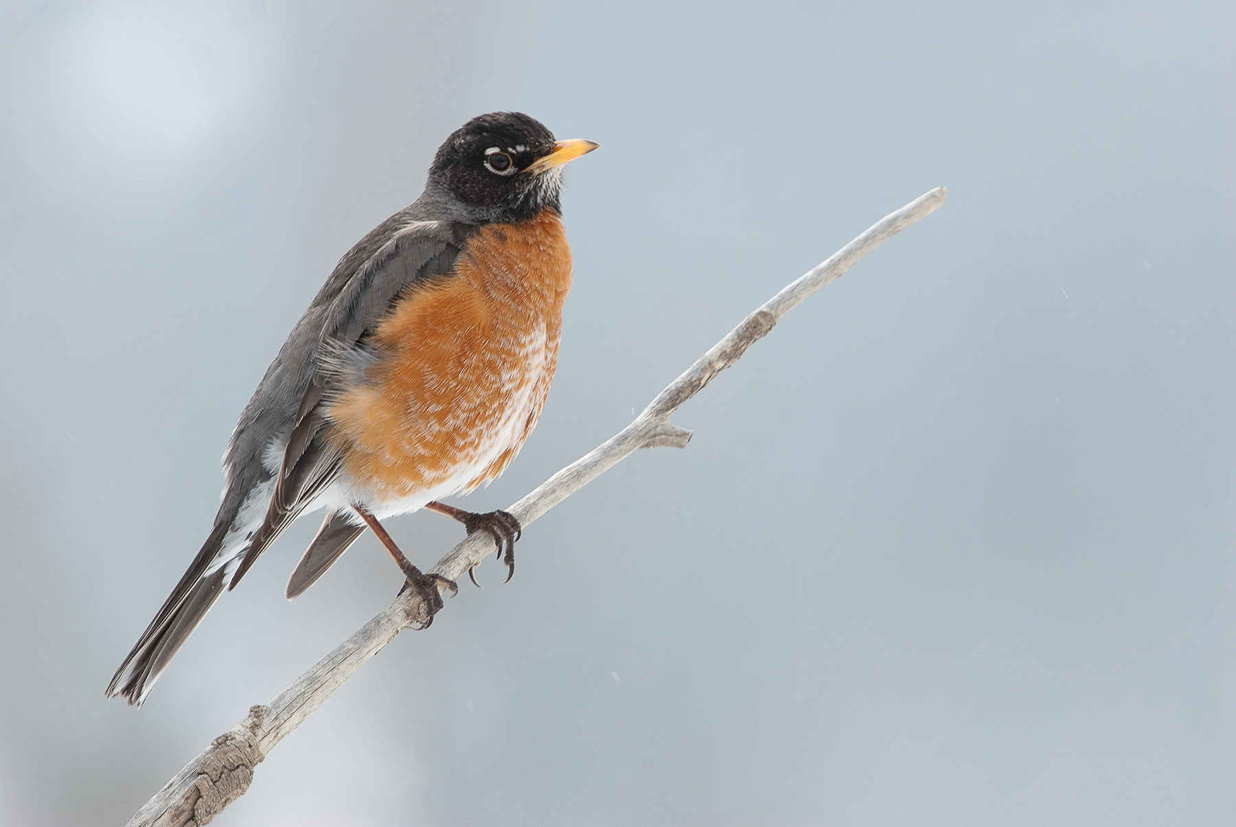 American Robin