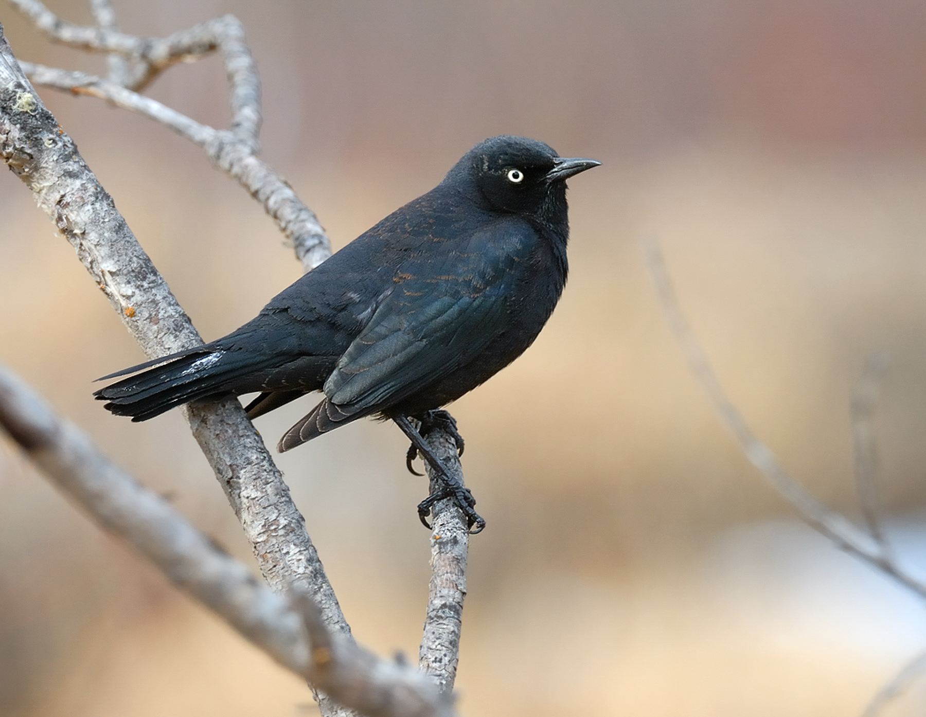Brewer's Blackbird