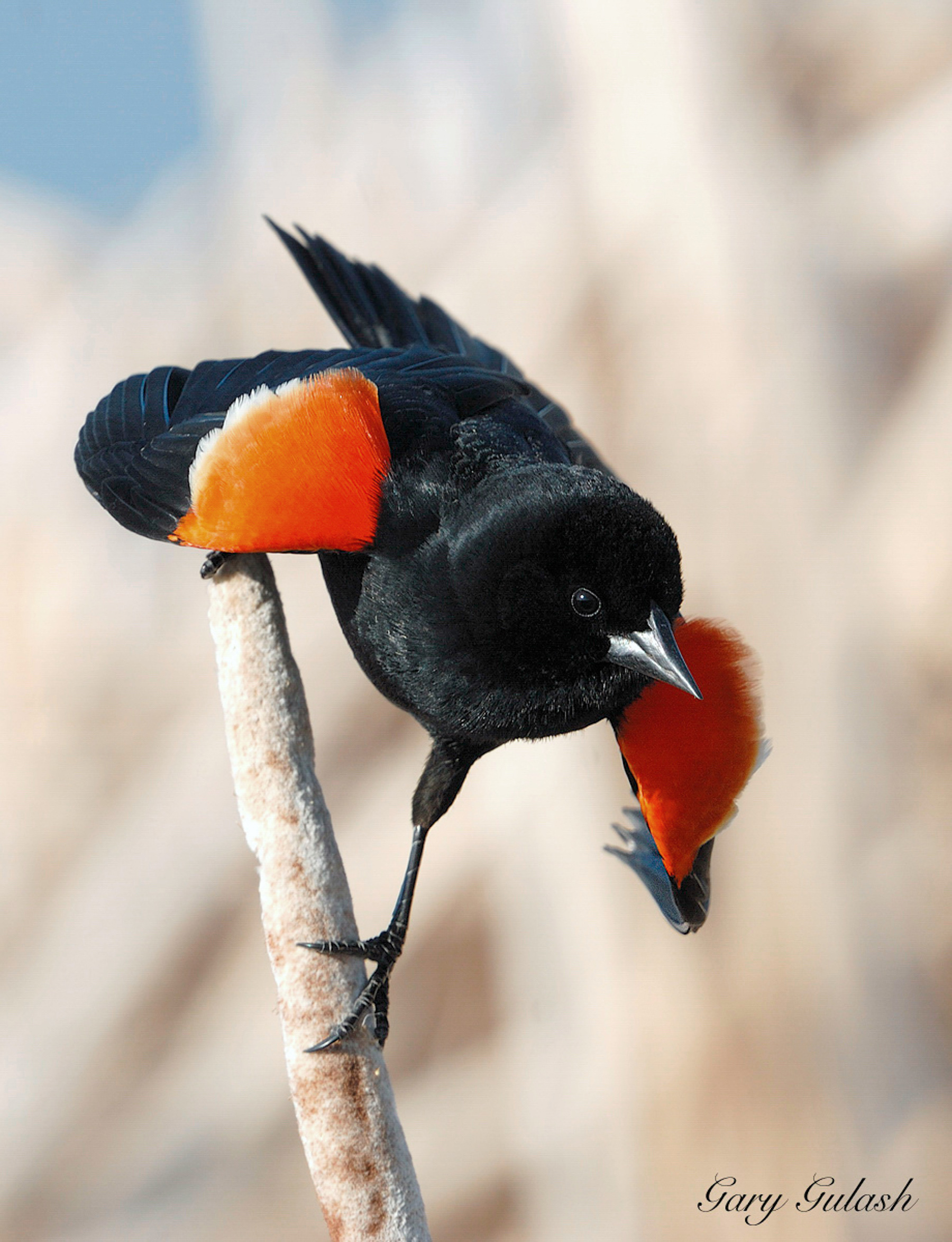 Red-winged Blackbird