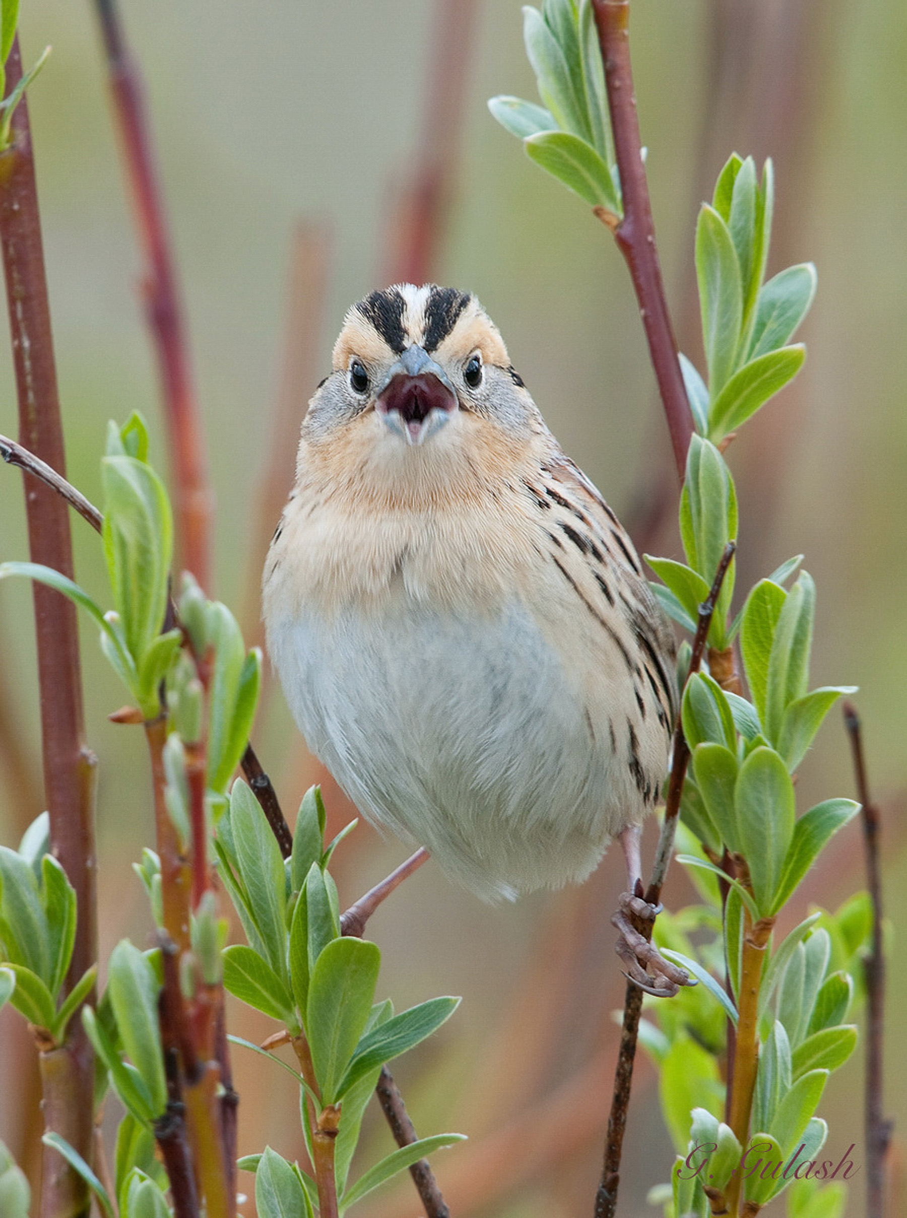 Le Conte's Sparrow