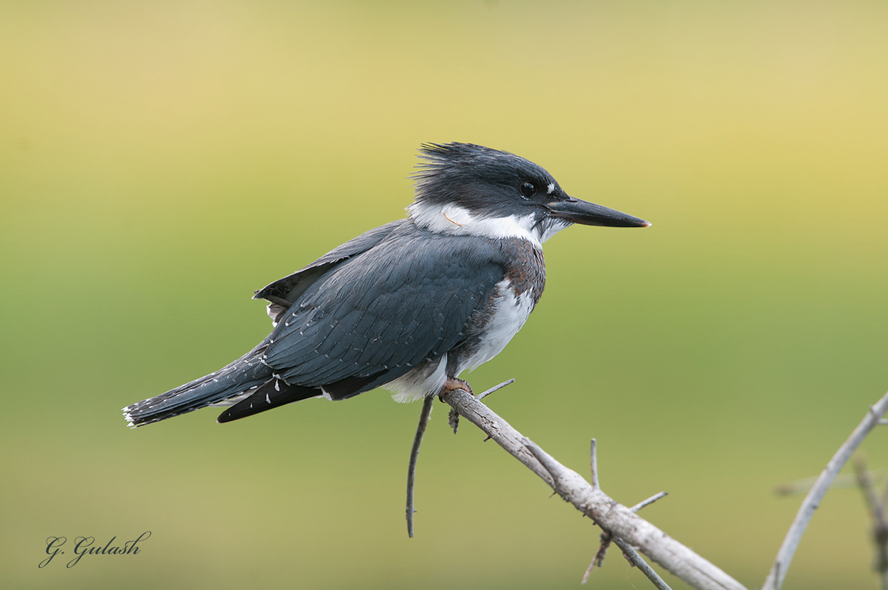 Belted Kingfisher