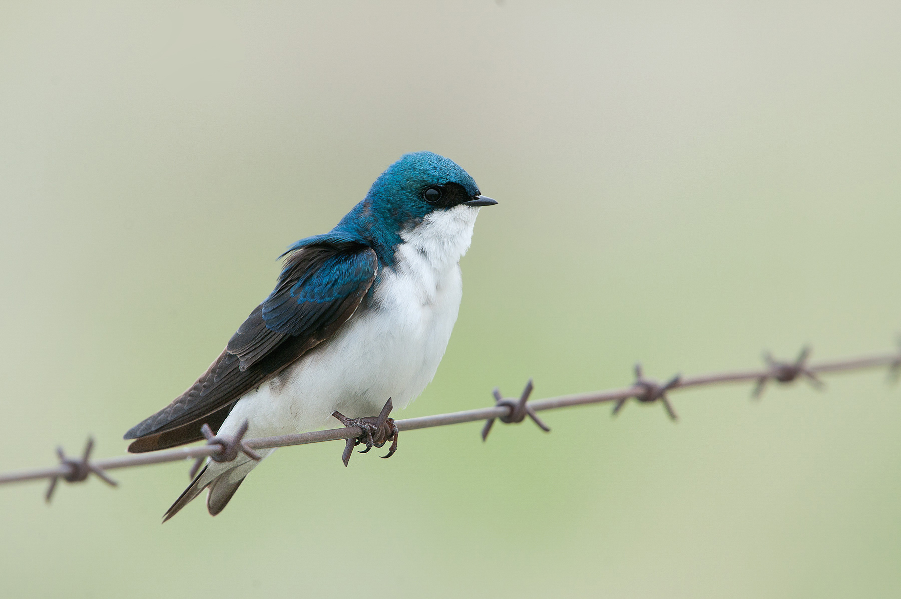 Tree Swallow