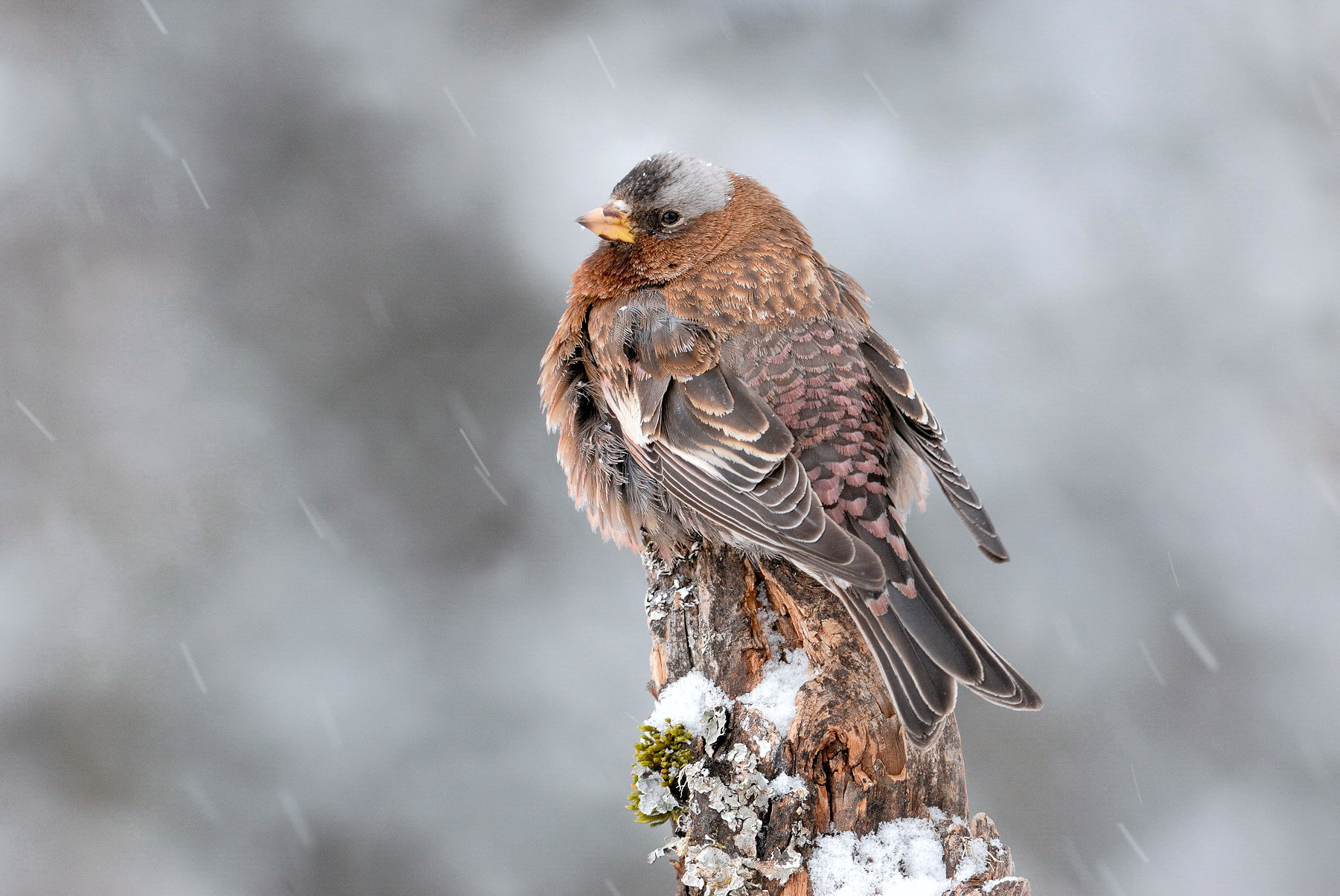 Gray-crowned Rosy Finch