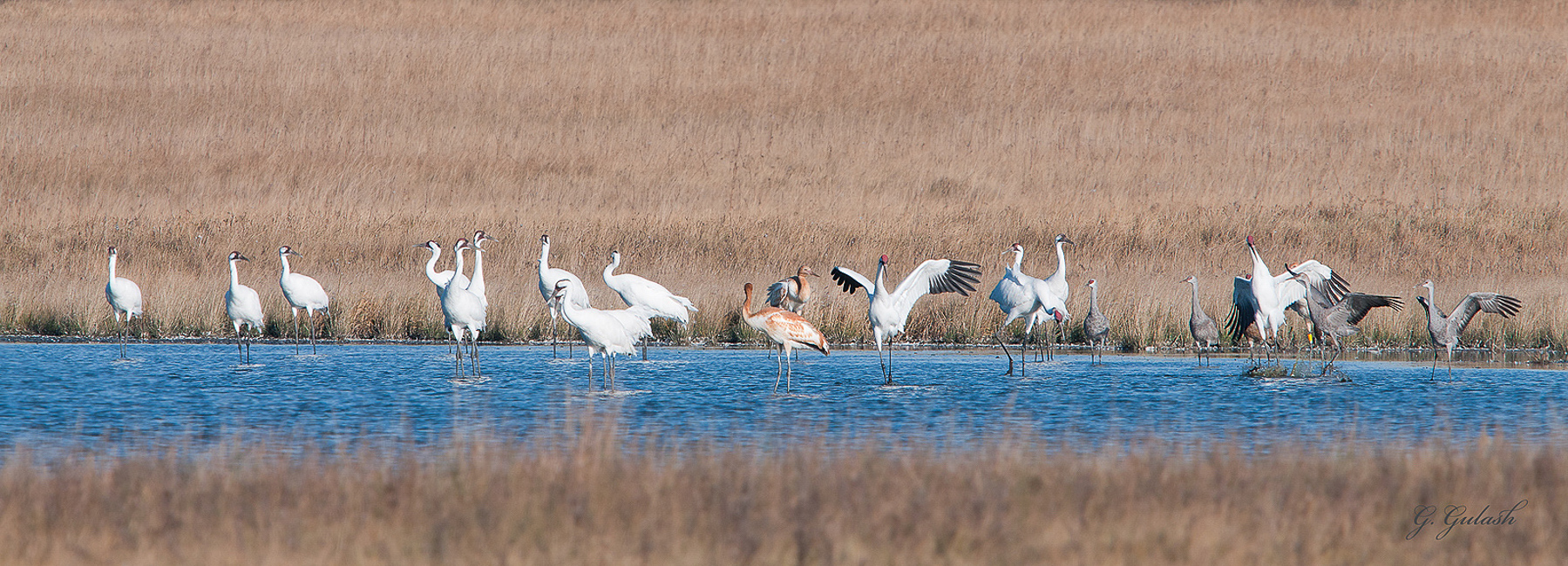 Whooping Crane
