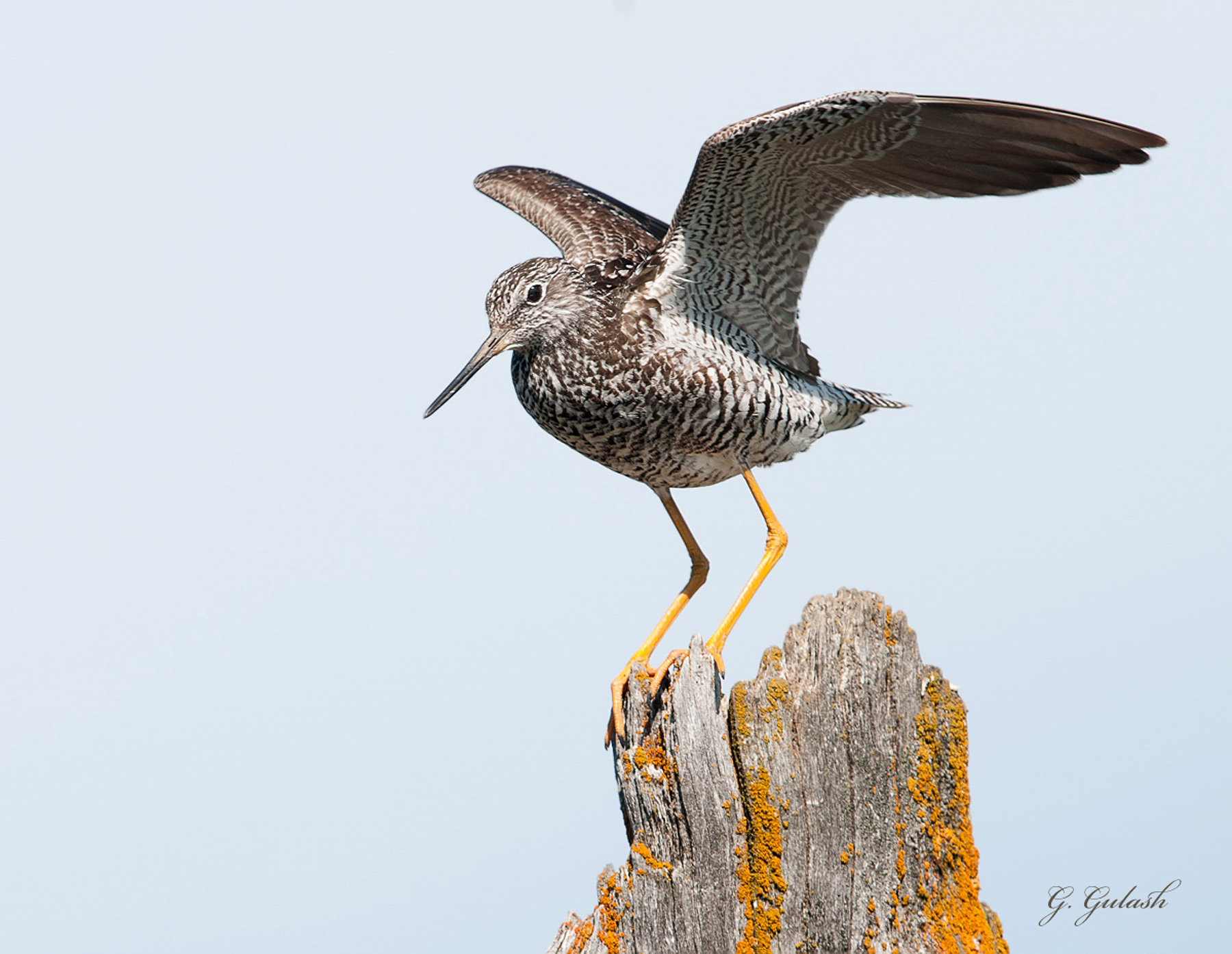 Yellowlegs