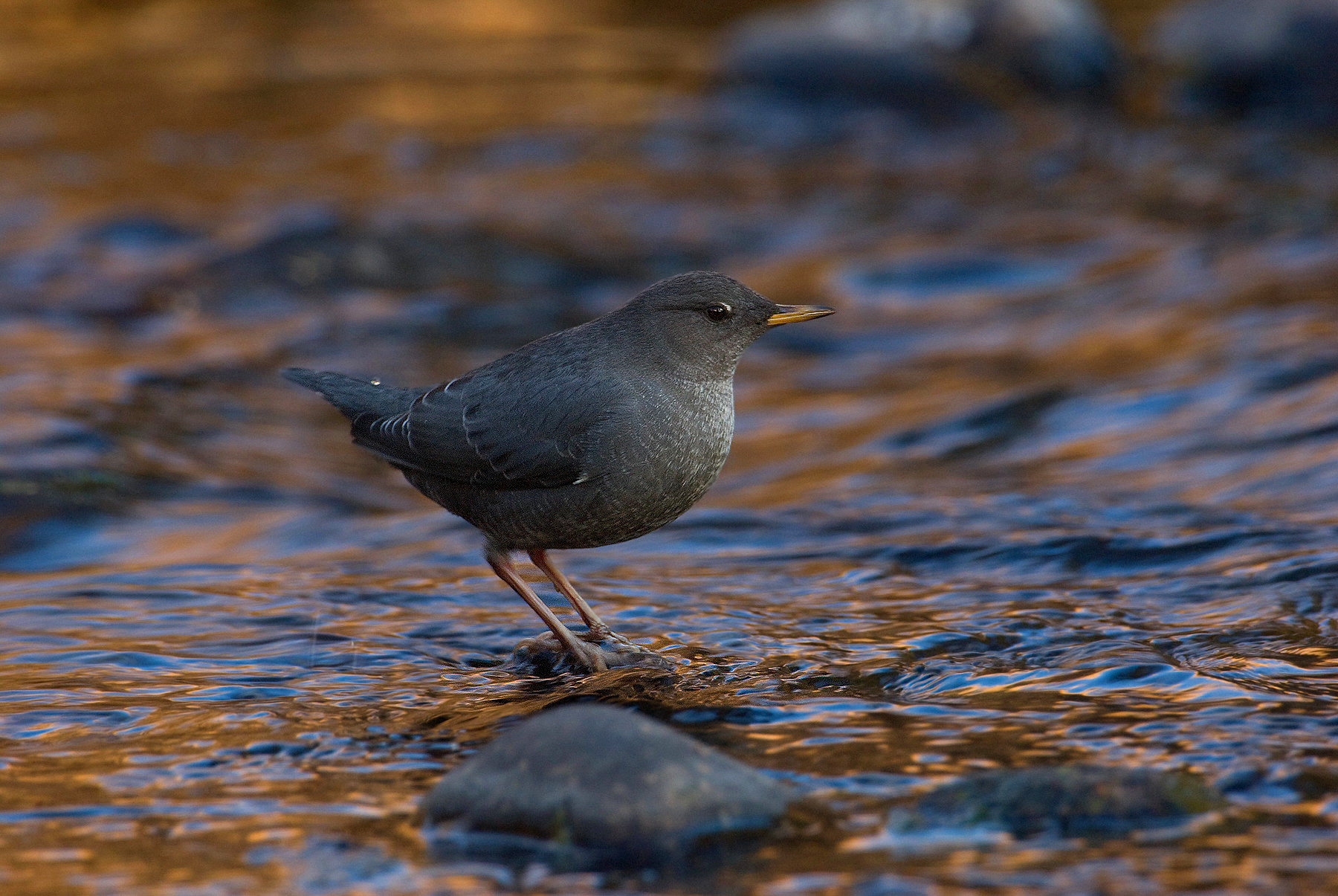 American Dipper