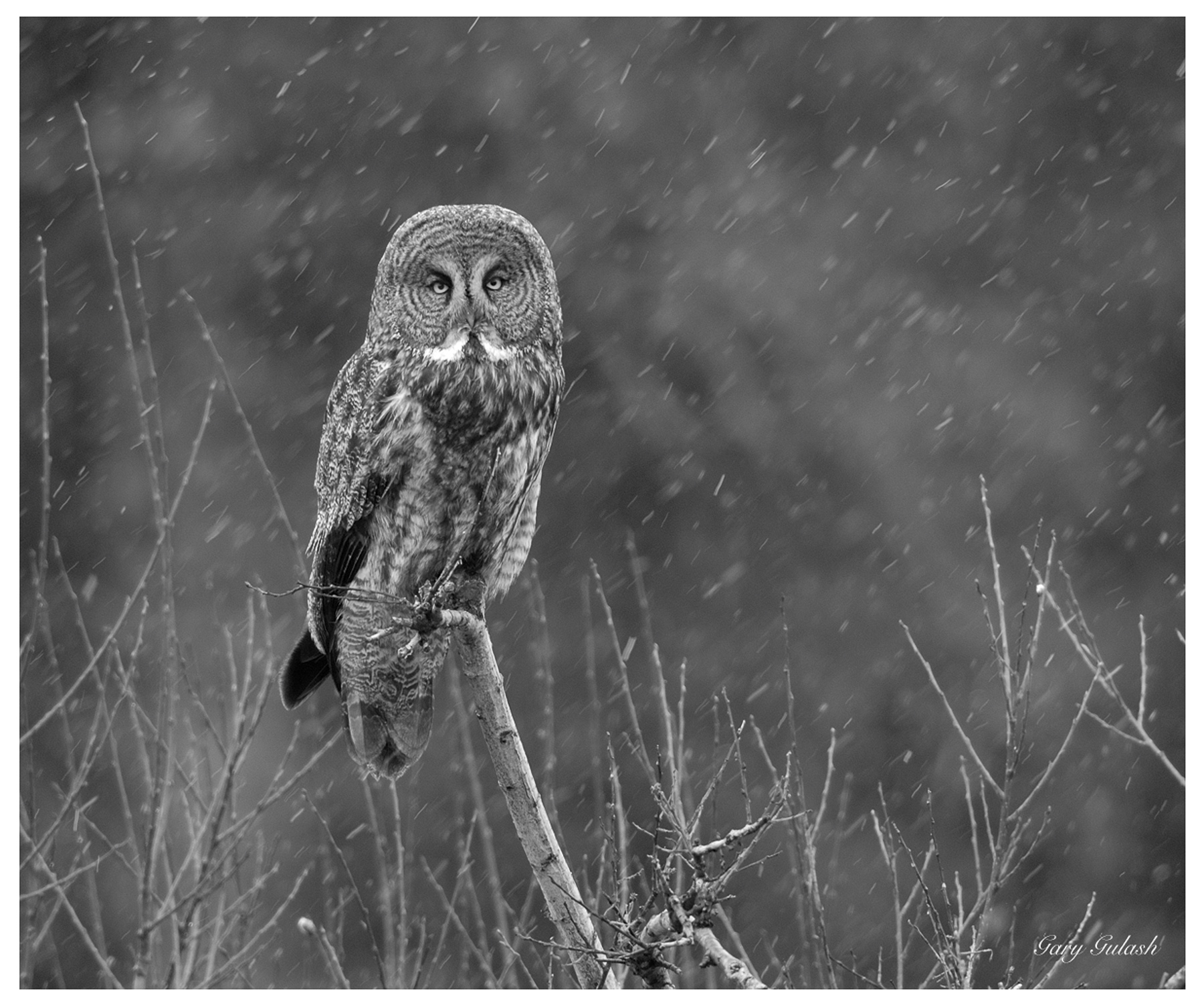 Great Grey Owl