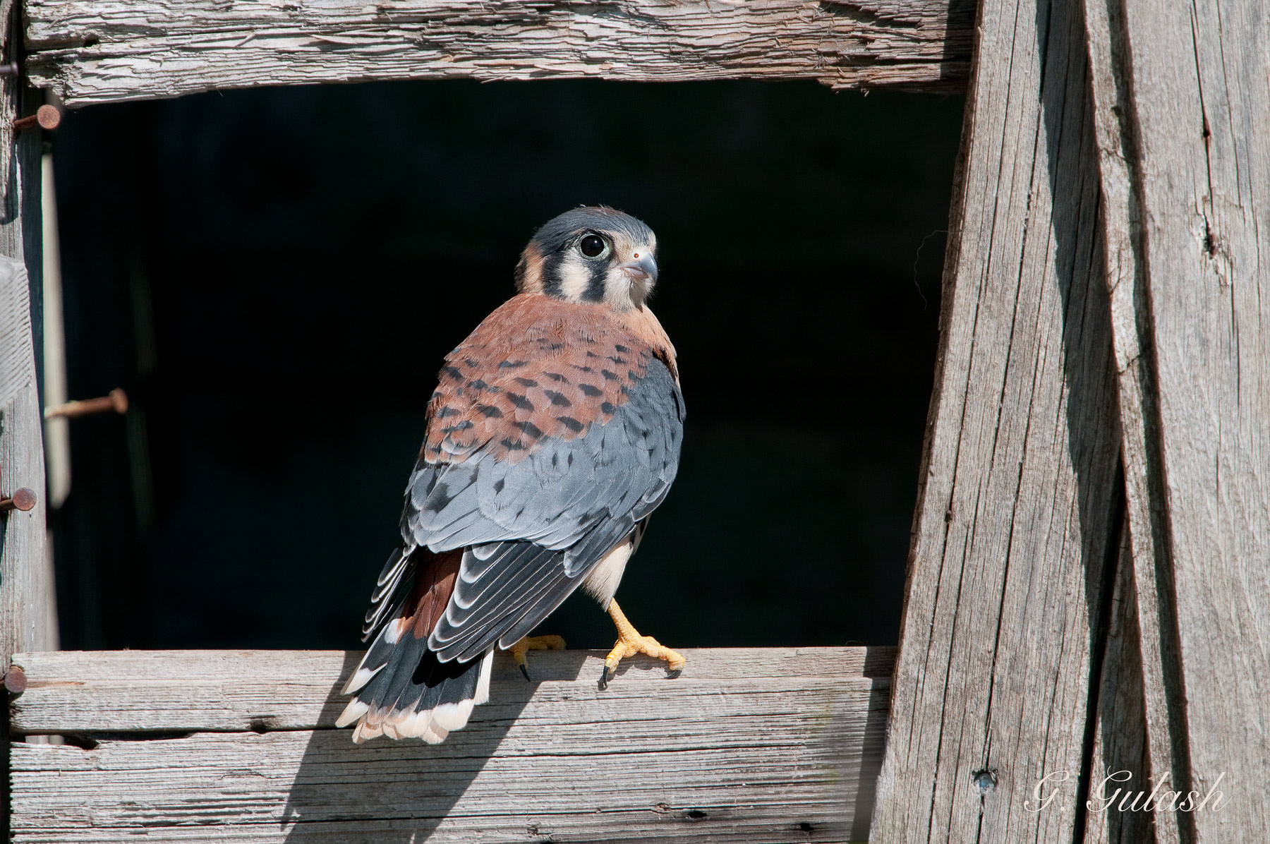 American Kestrel