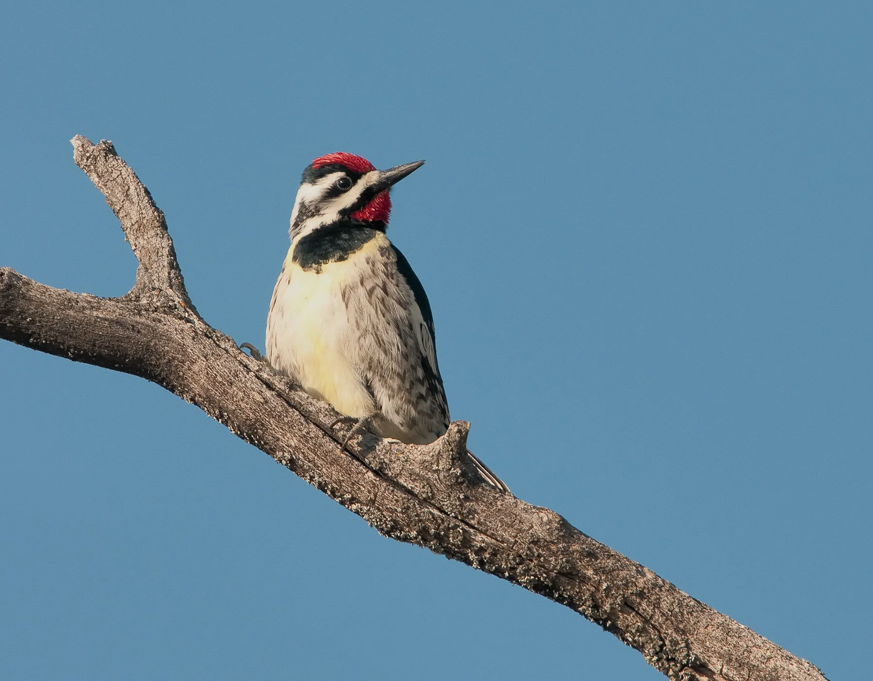 Yellow-bellied Sapsucker