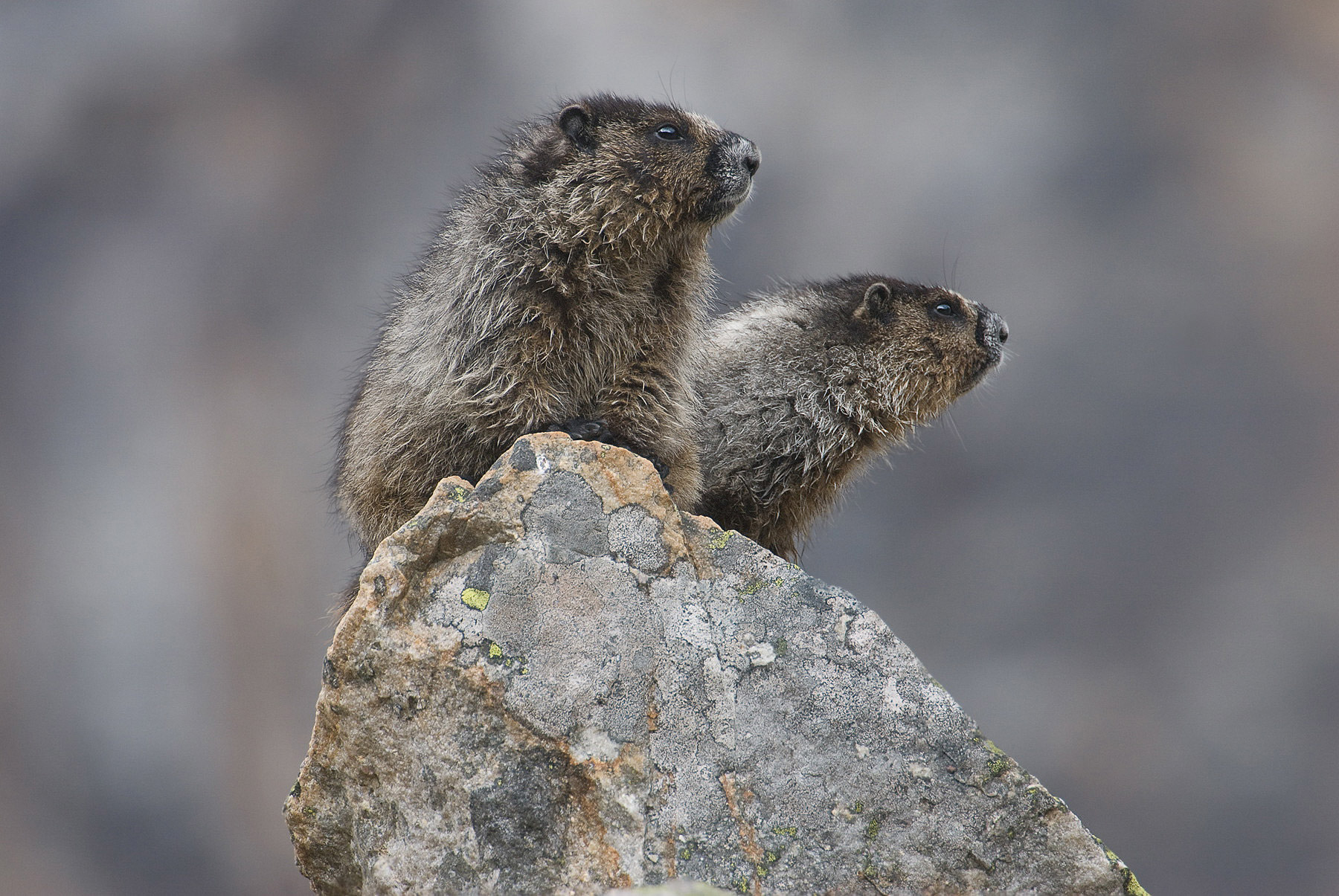 Hoary Marmot