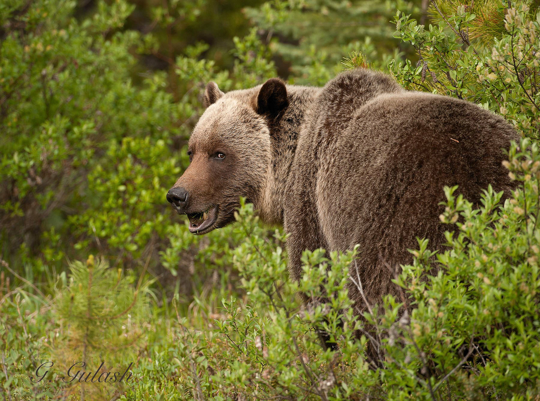 Grizzly Interrupted