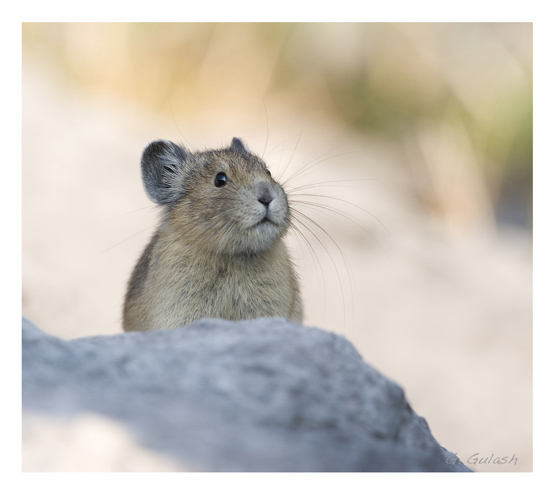 Pika