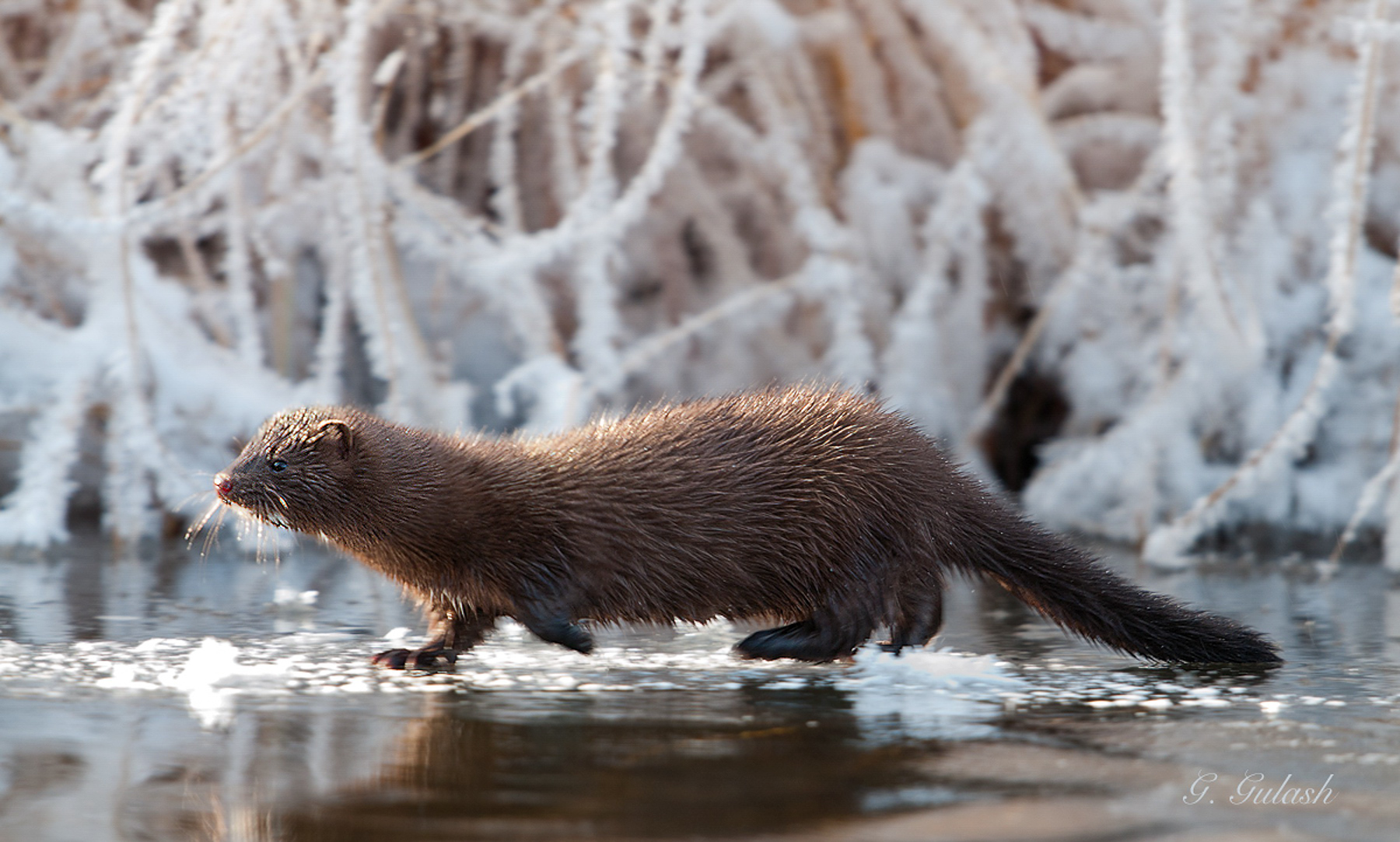 Mink