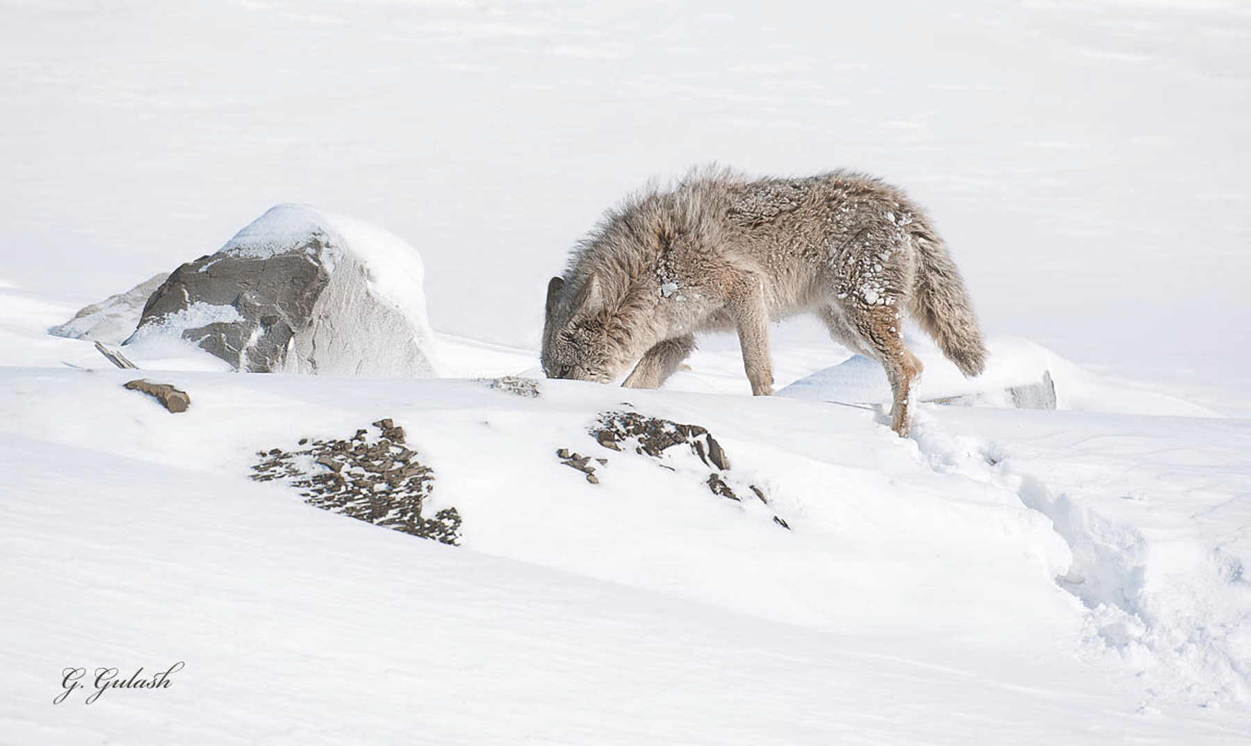 Harsh Conditions