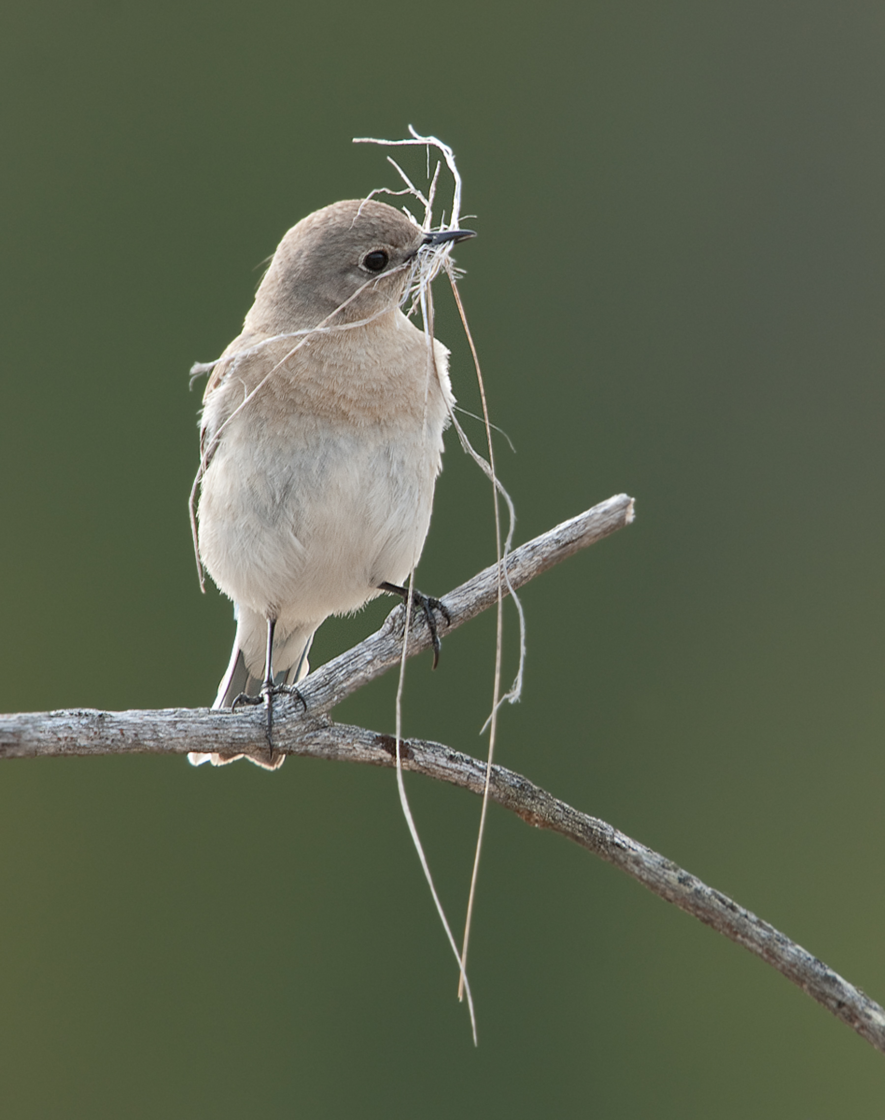 Female Mountain Bluebird
