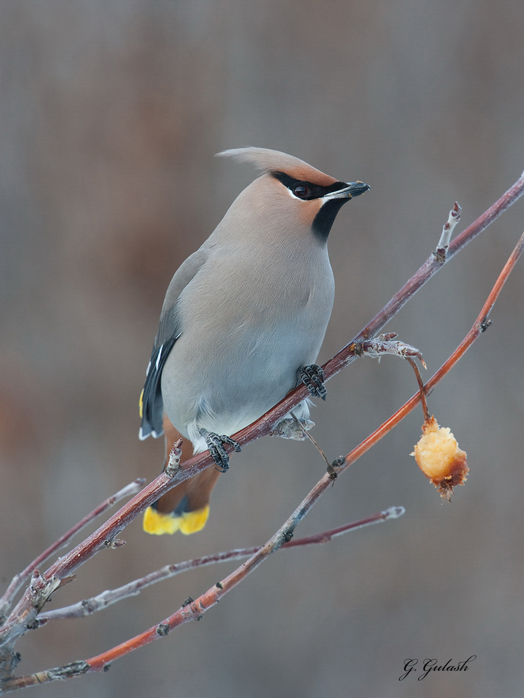 Bohemian Waxwing