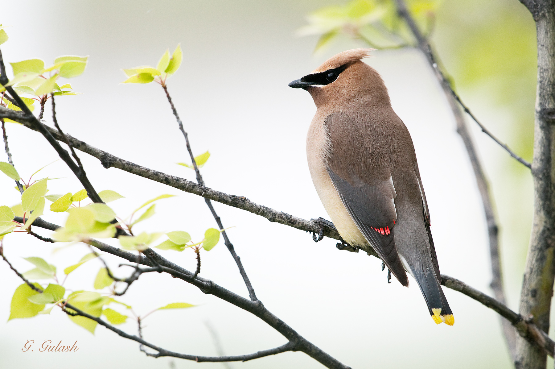 Cedar Waxwing