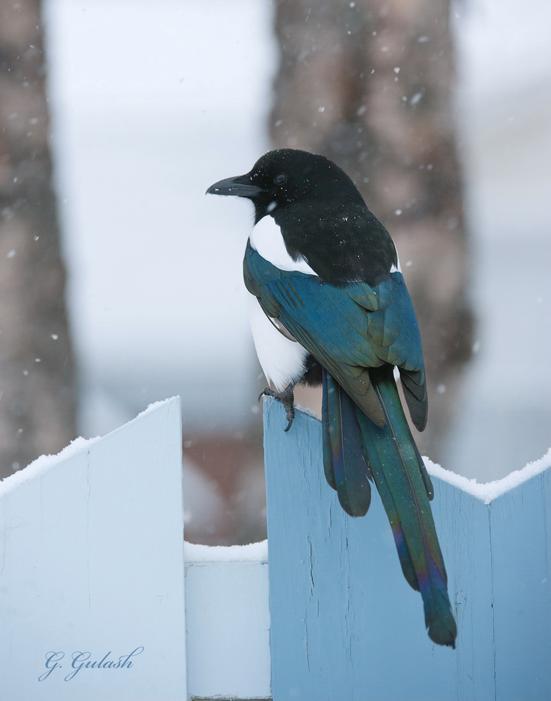 Black-billed Magpie