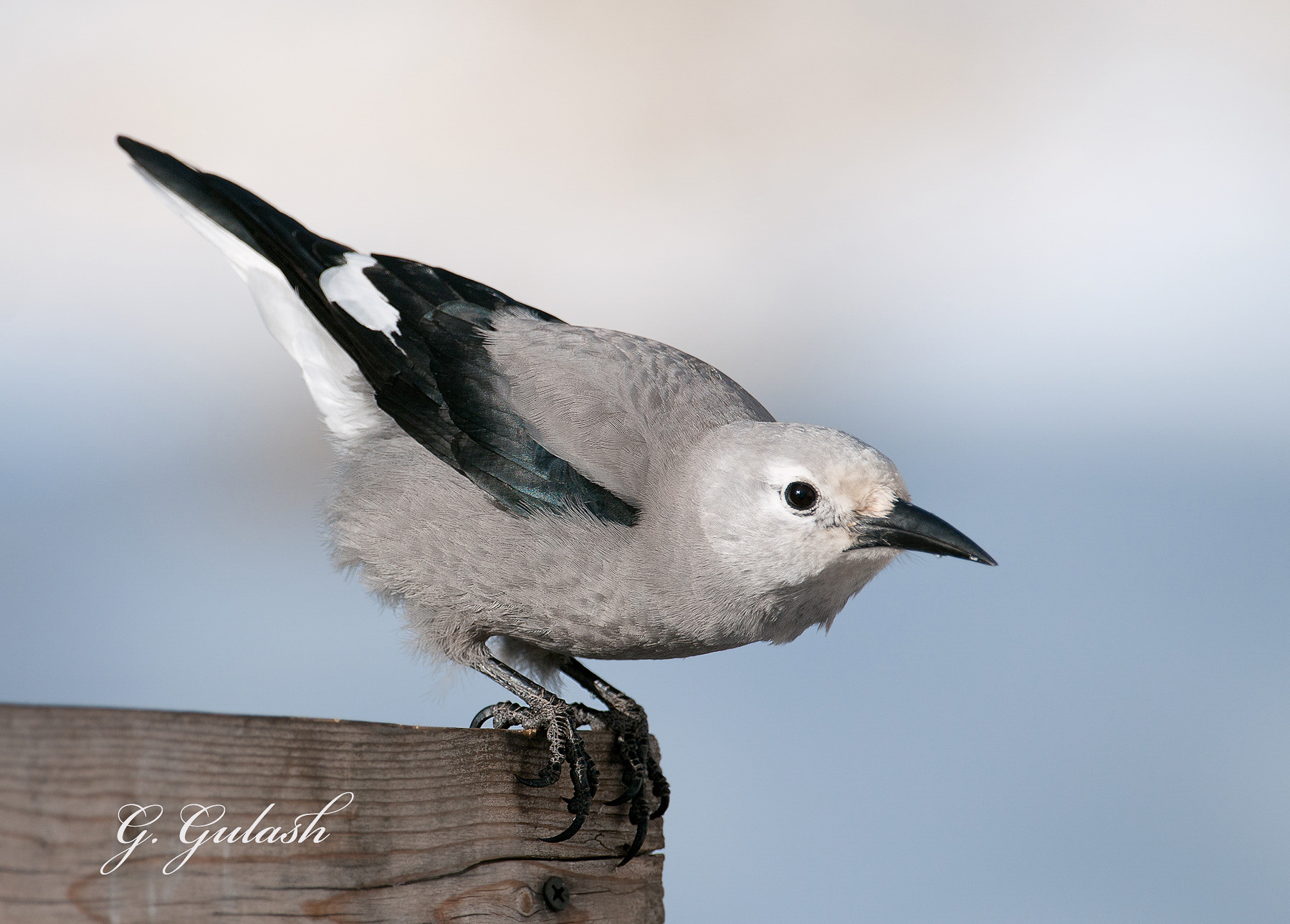 Clark's Nutcracker