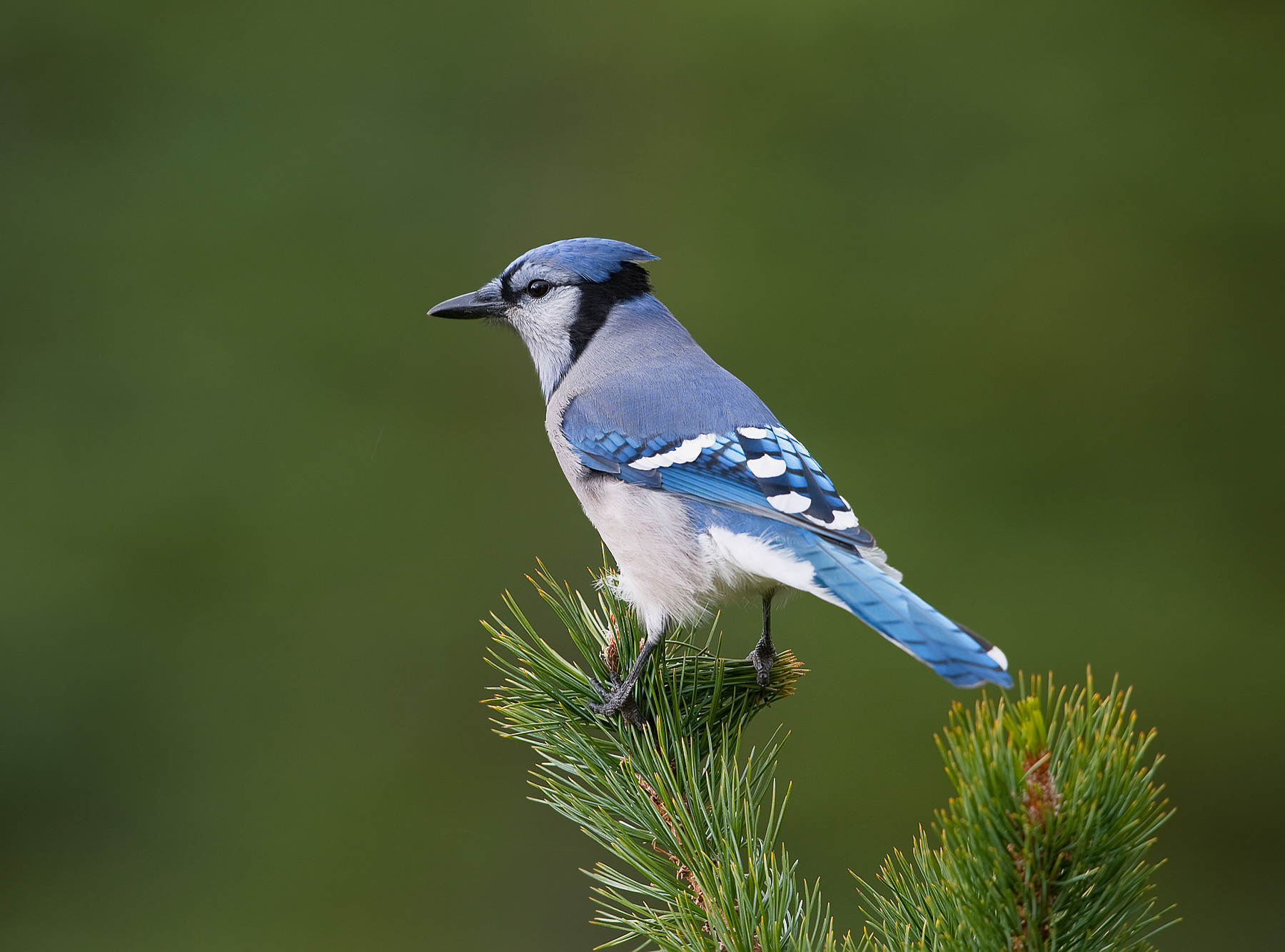 Blue Jay