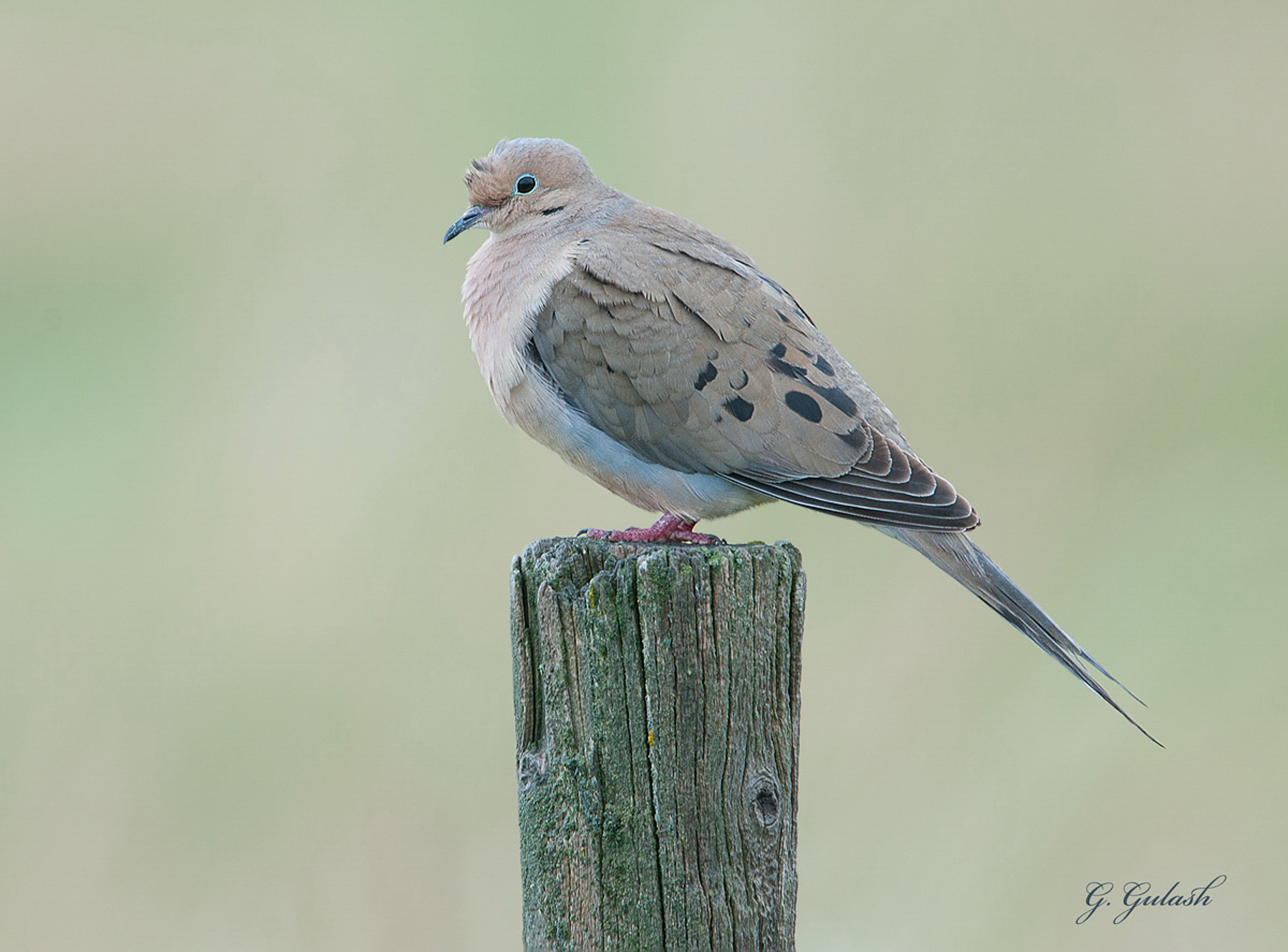 Mourning Dove