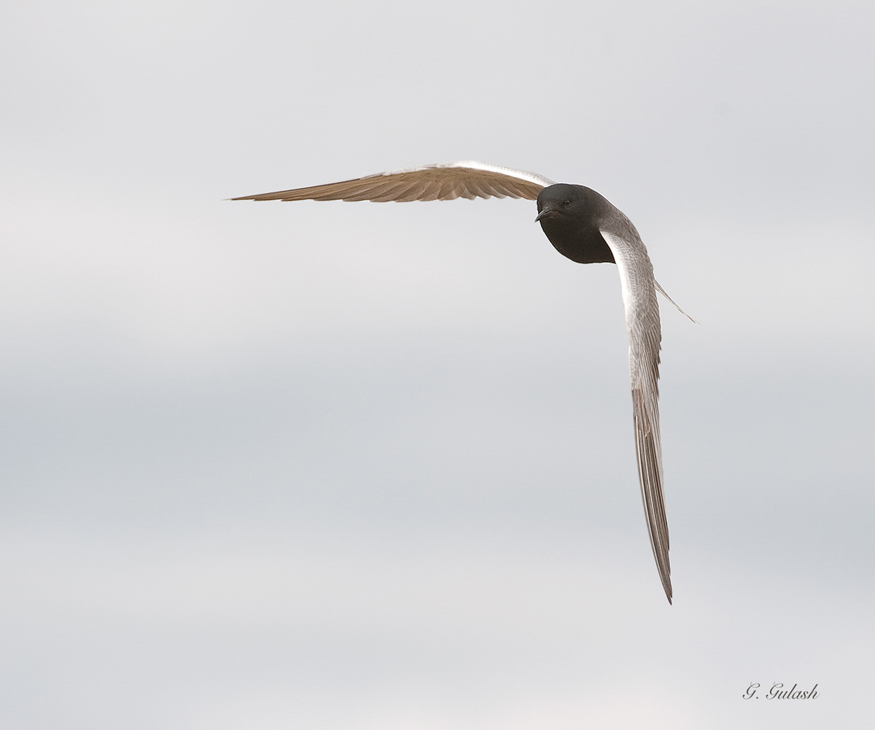Black Tern