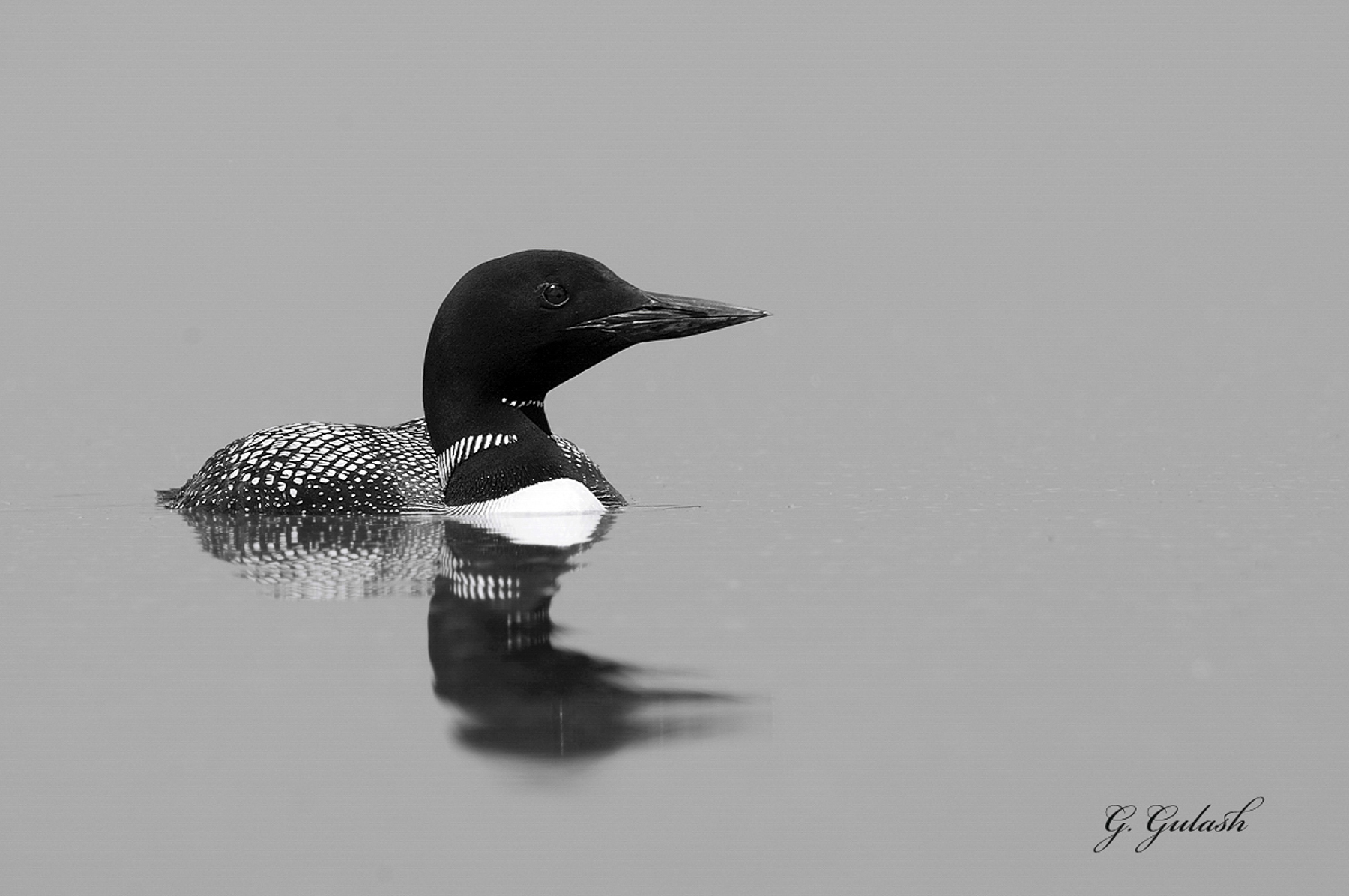 Common Loon