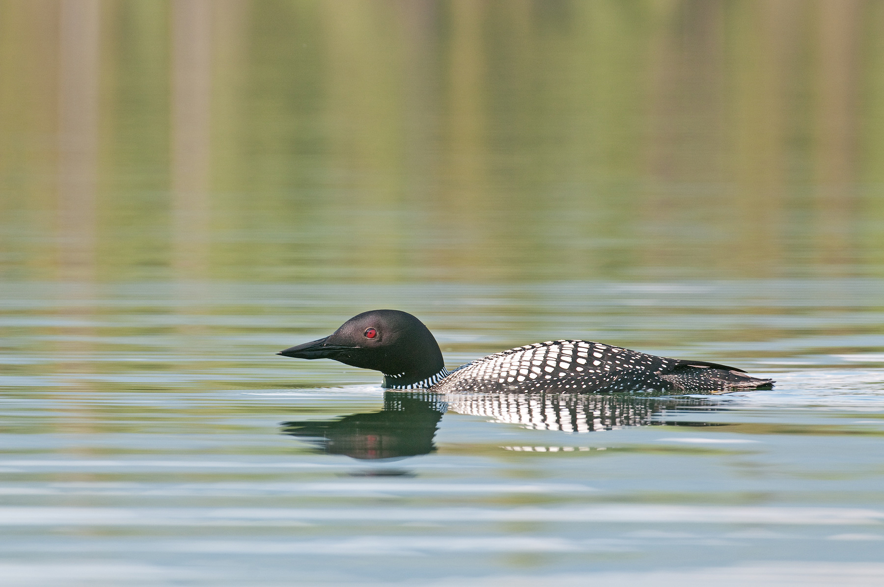 Common Loon