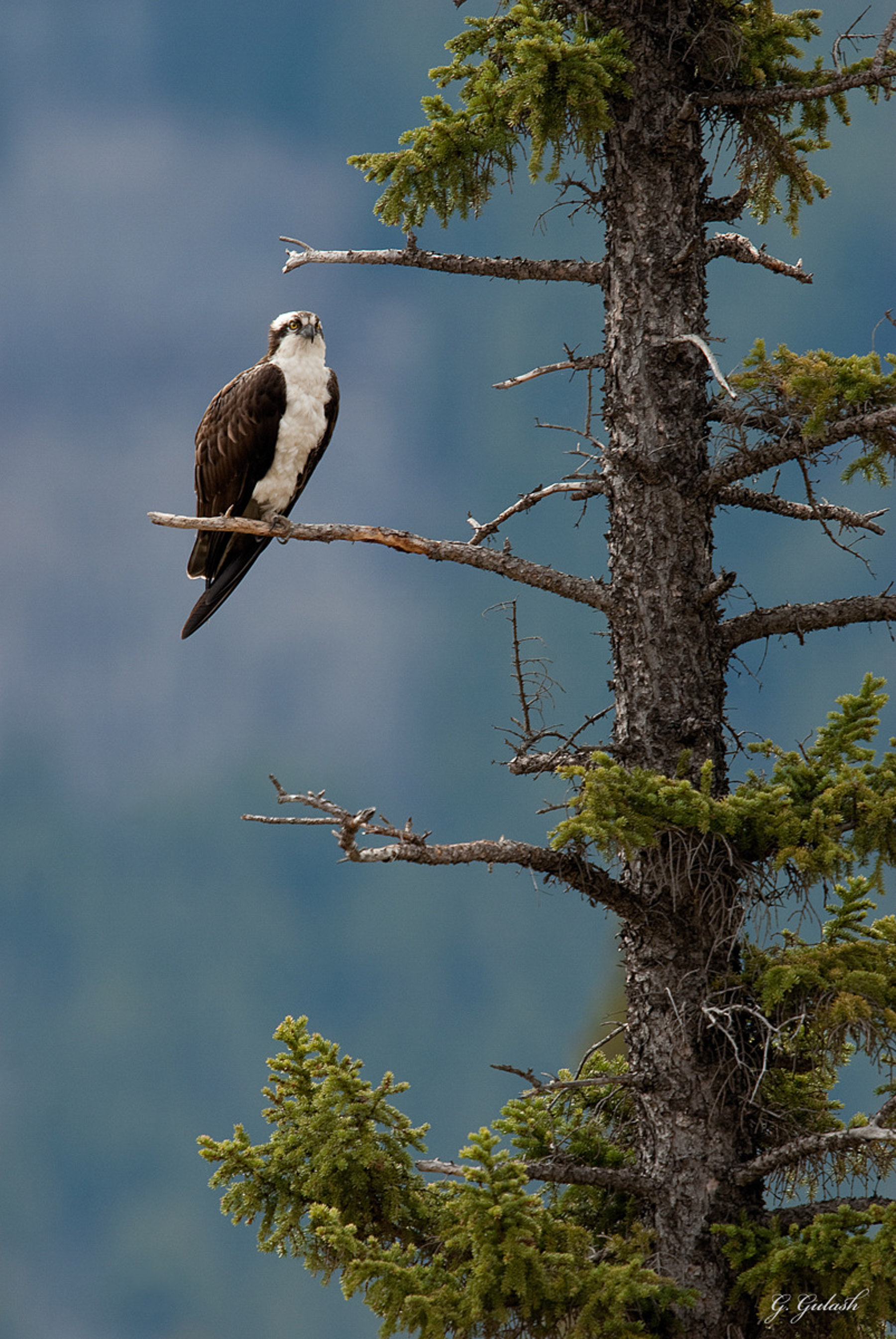 Osprey